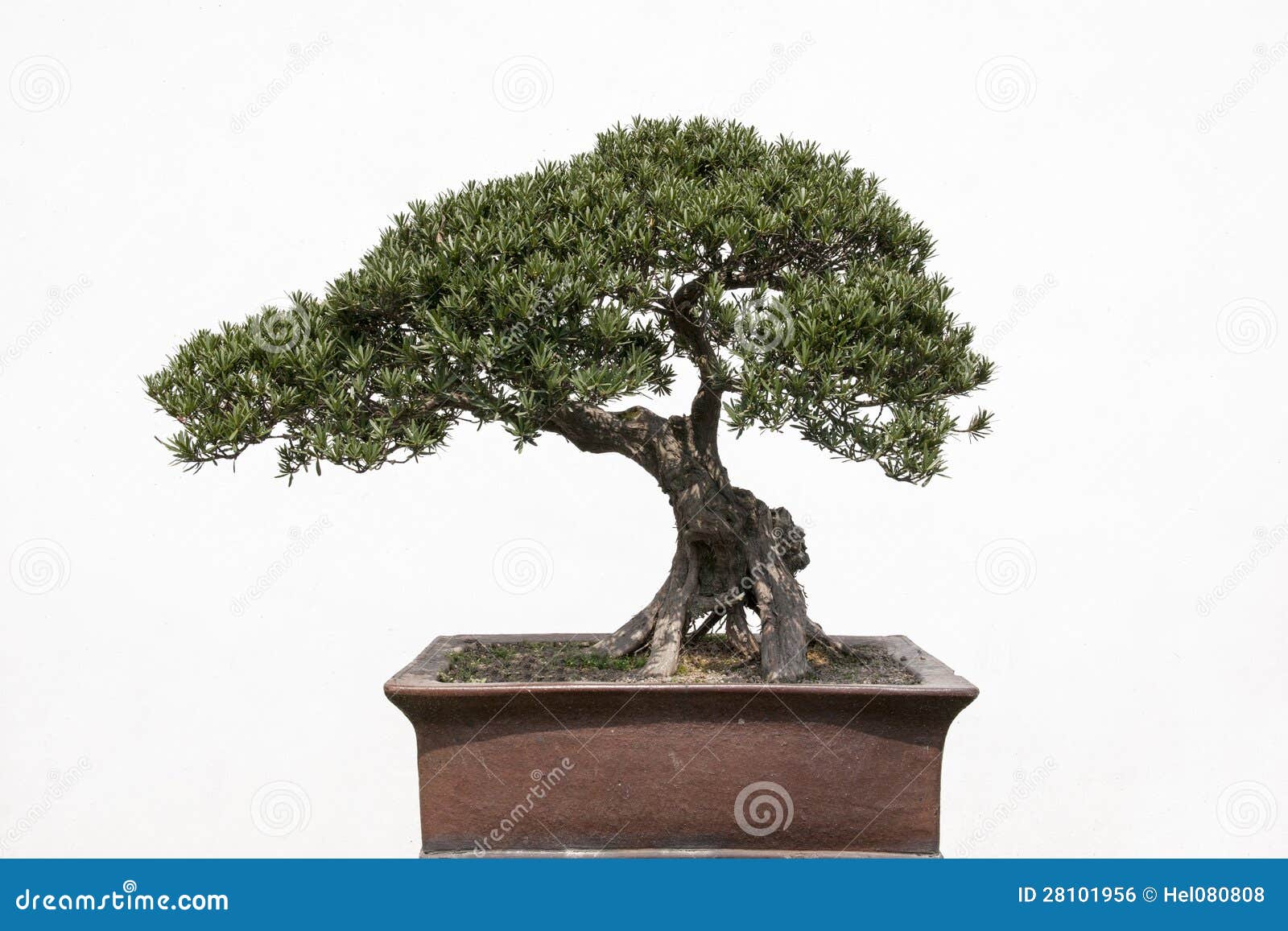 De boom van de bonsai stock foto. Image of china, vietnam 28101956
