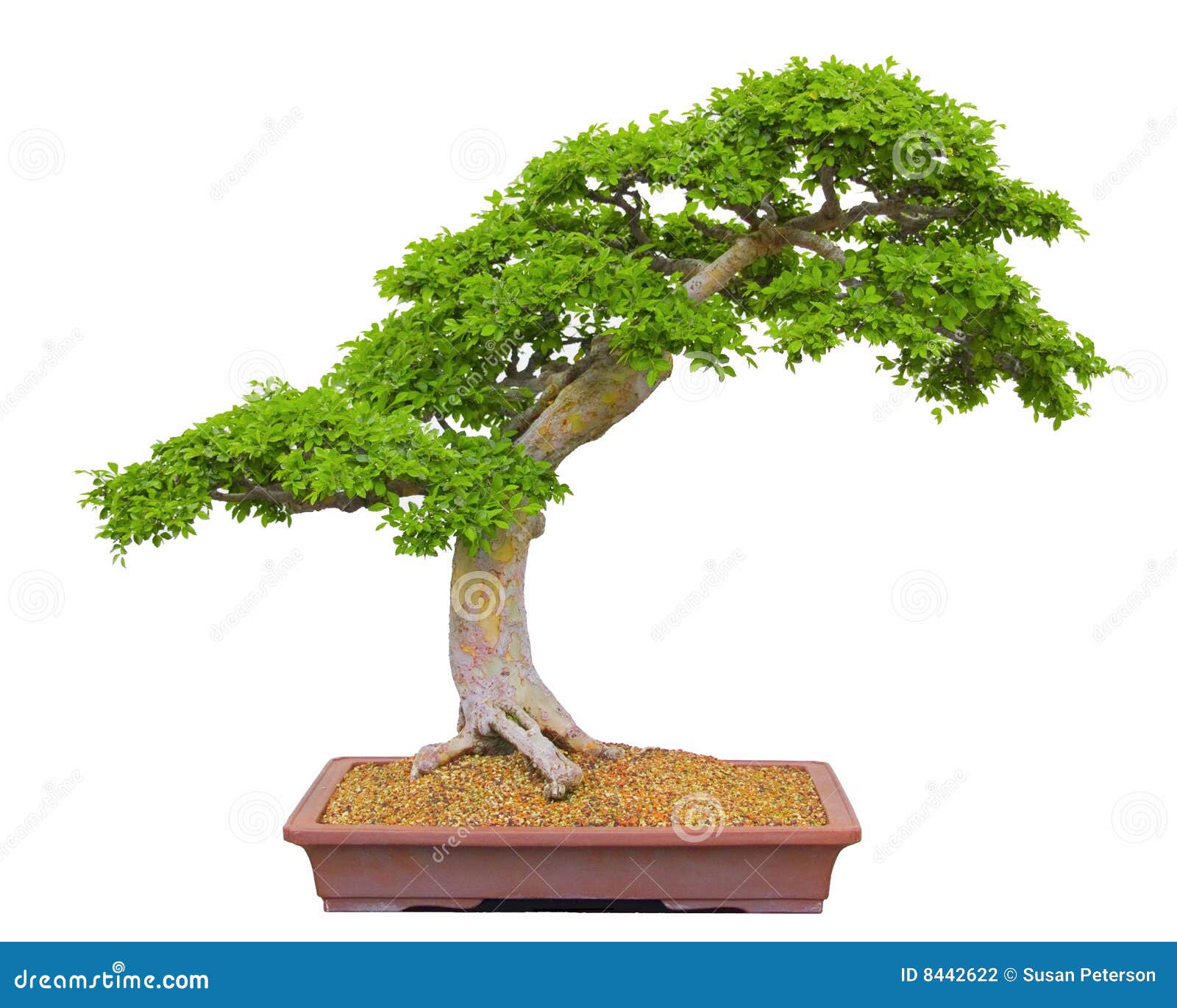 De Boom van de bonsai stock foto. Image of azië, tuin 8442622