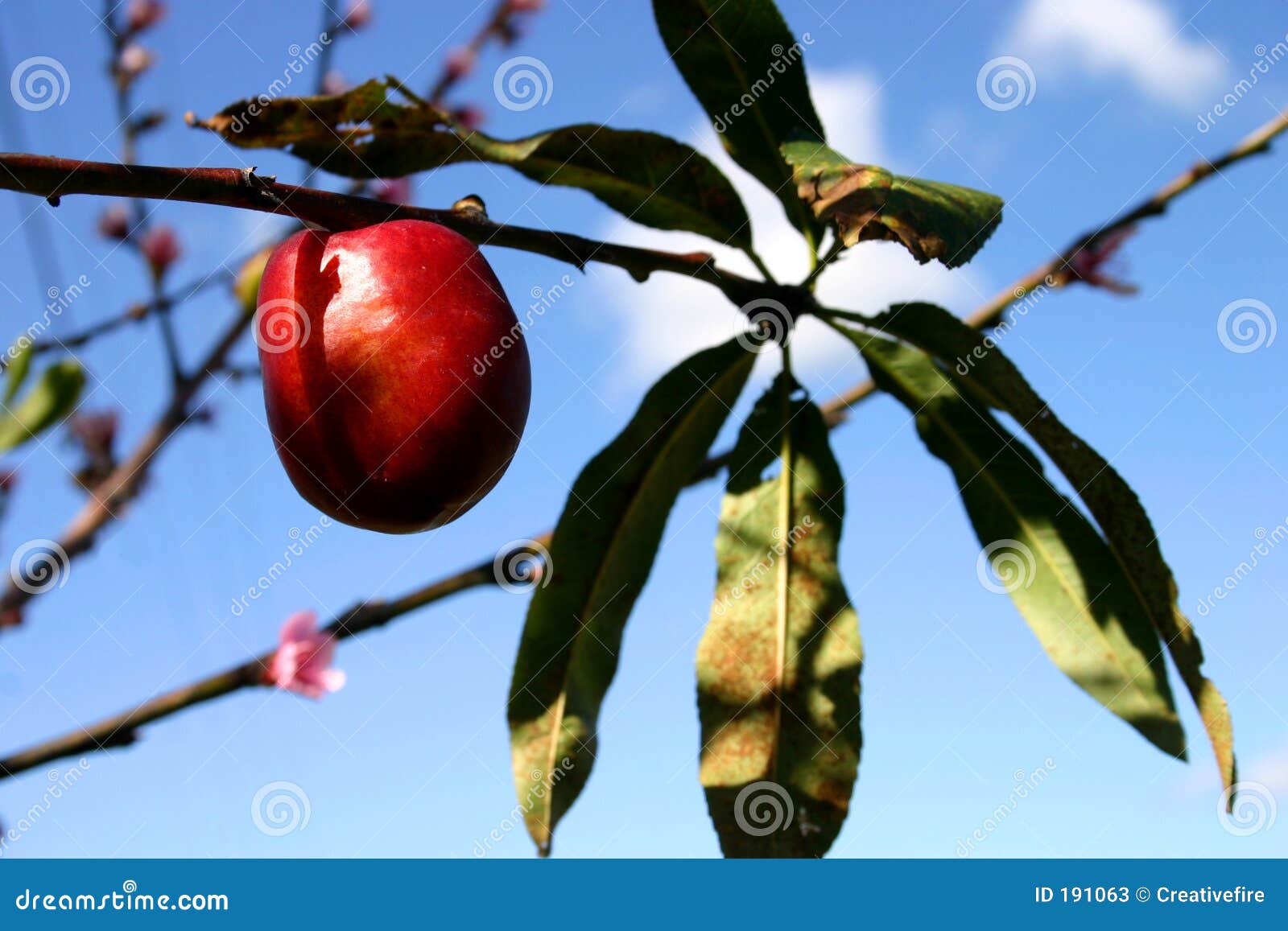 De boom van de nectarine stock afbeelding. Image of nave 191063