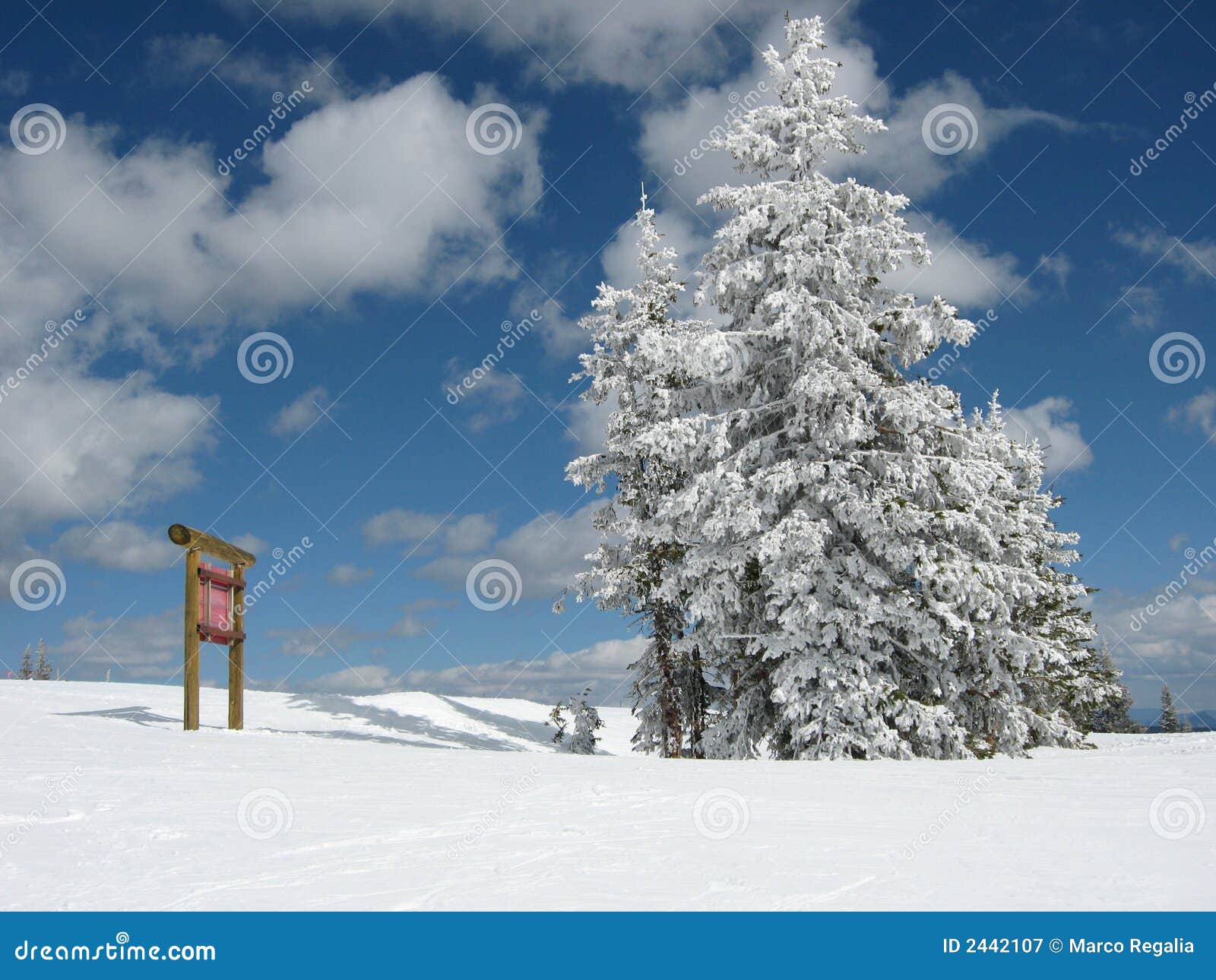 De boom van de winter die met sneeuw wordt behandeld