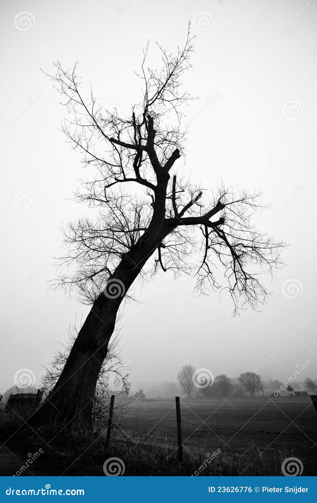 De boom van het silhouet in zwart wit royalty vrije stock ...