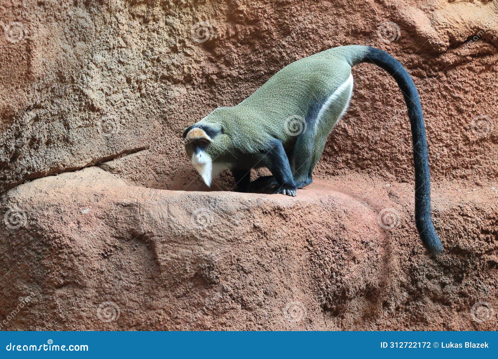 de brazza monkey on rock