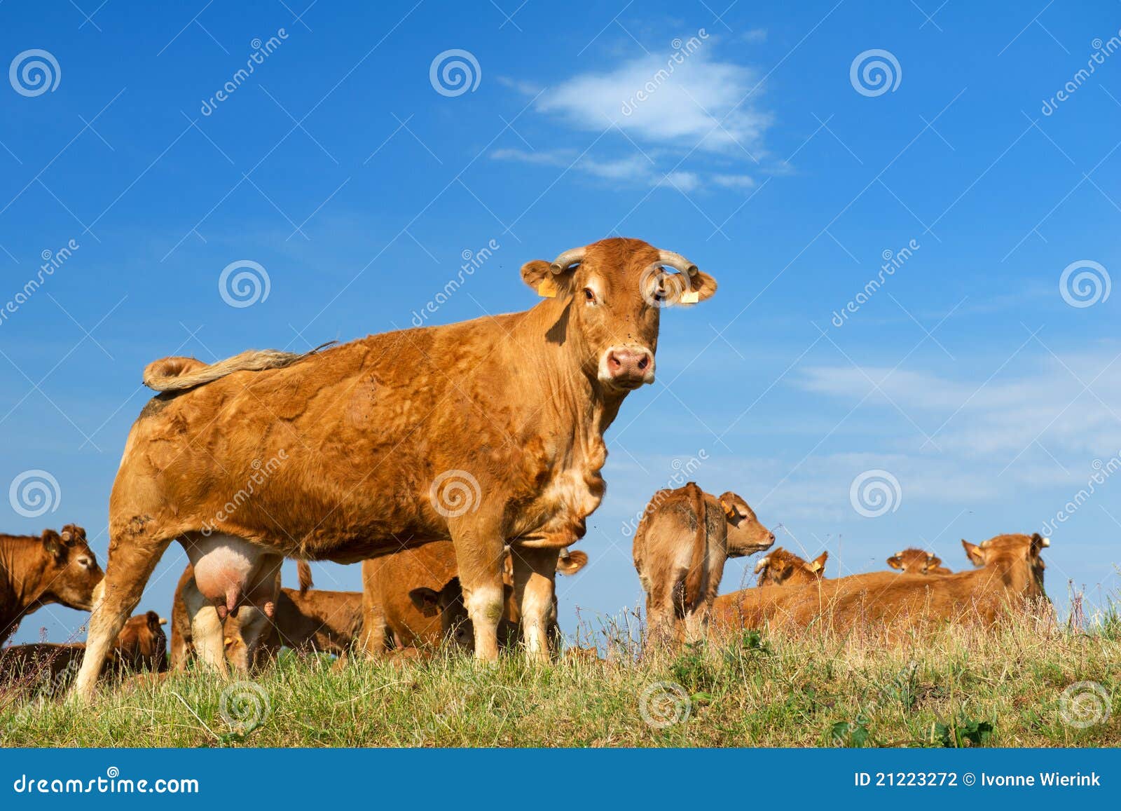 Oorzaak hoorbaar schraper De Bruine Koeien Van Limousin Stock Foto - Image of bruin, koeien: 21223272