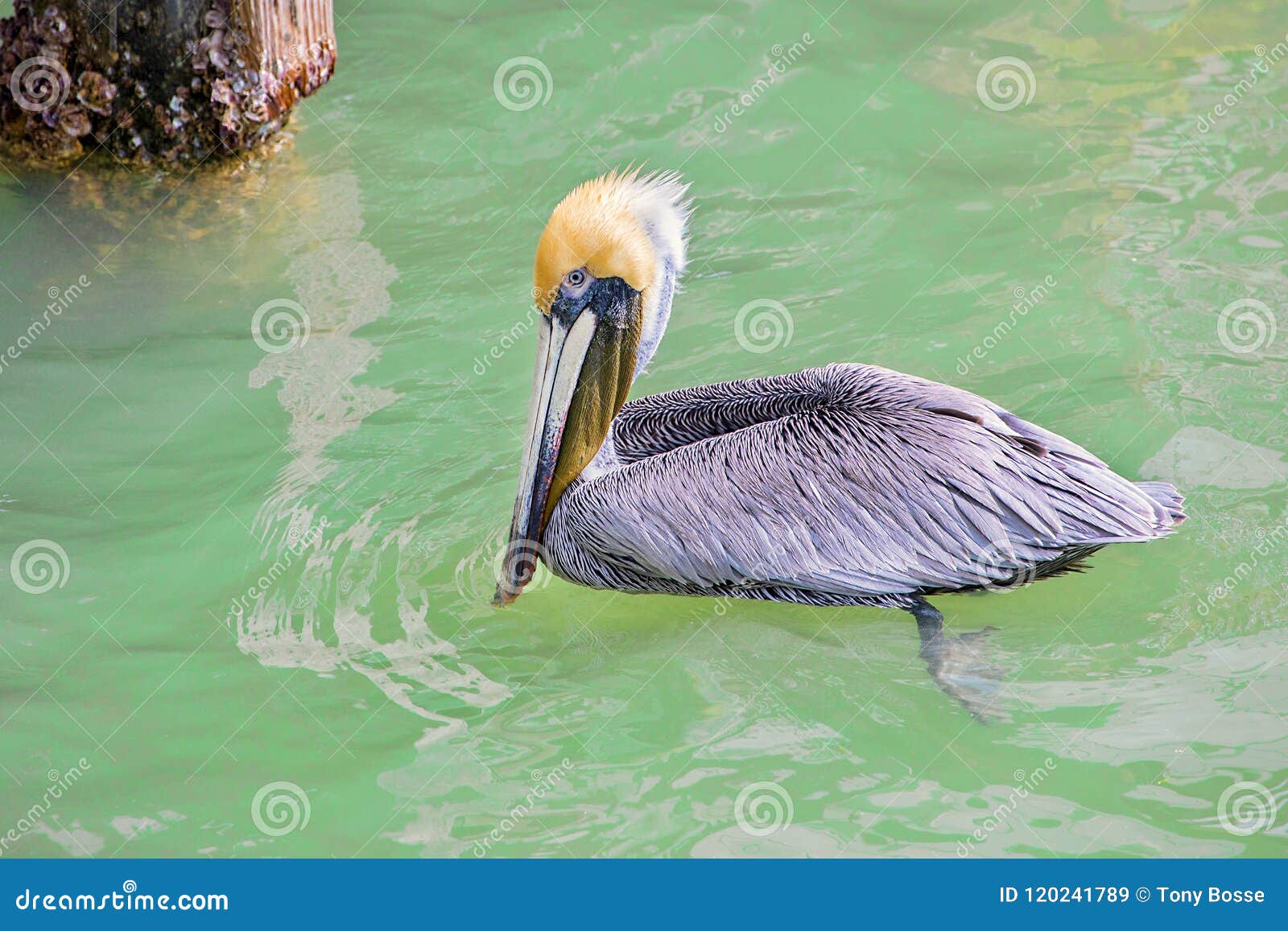 De bruine Pelikaan met Geel Hoofd zwemt, ing in Zoutwater. De close-up van een Bruine Pelikaan met een geel hoofd zwemt in aquazoutwater