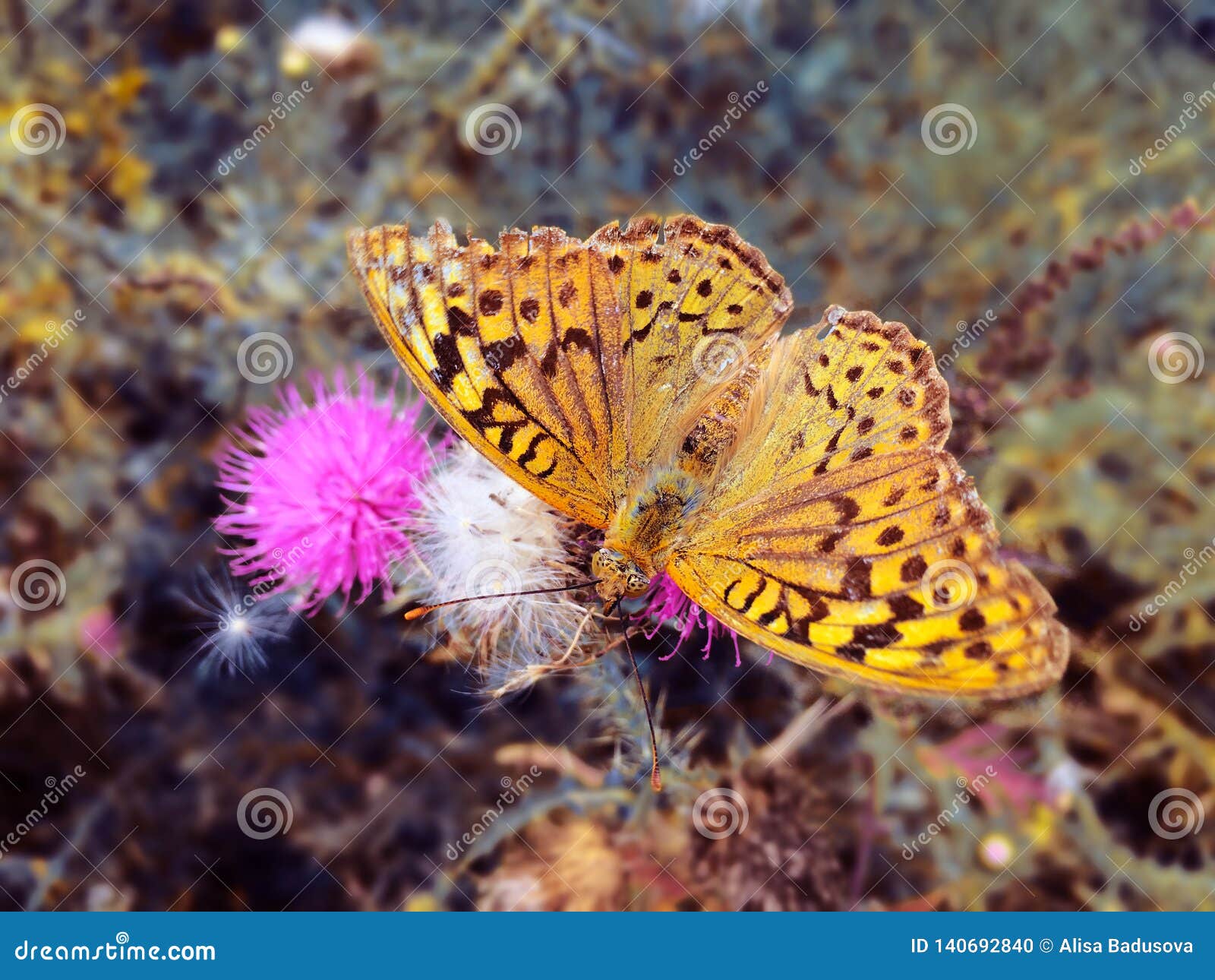 De bruine vlinder van close-upkeizersmantel op bloemachtergrond. De vlinder van close-upkeizersmantel op bloem