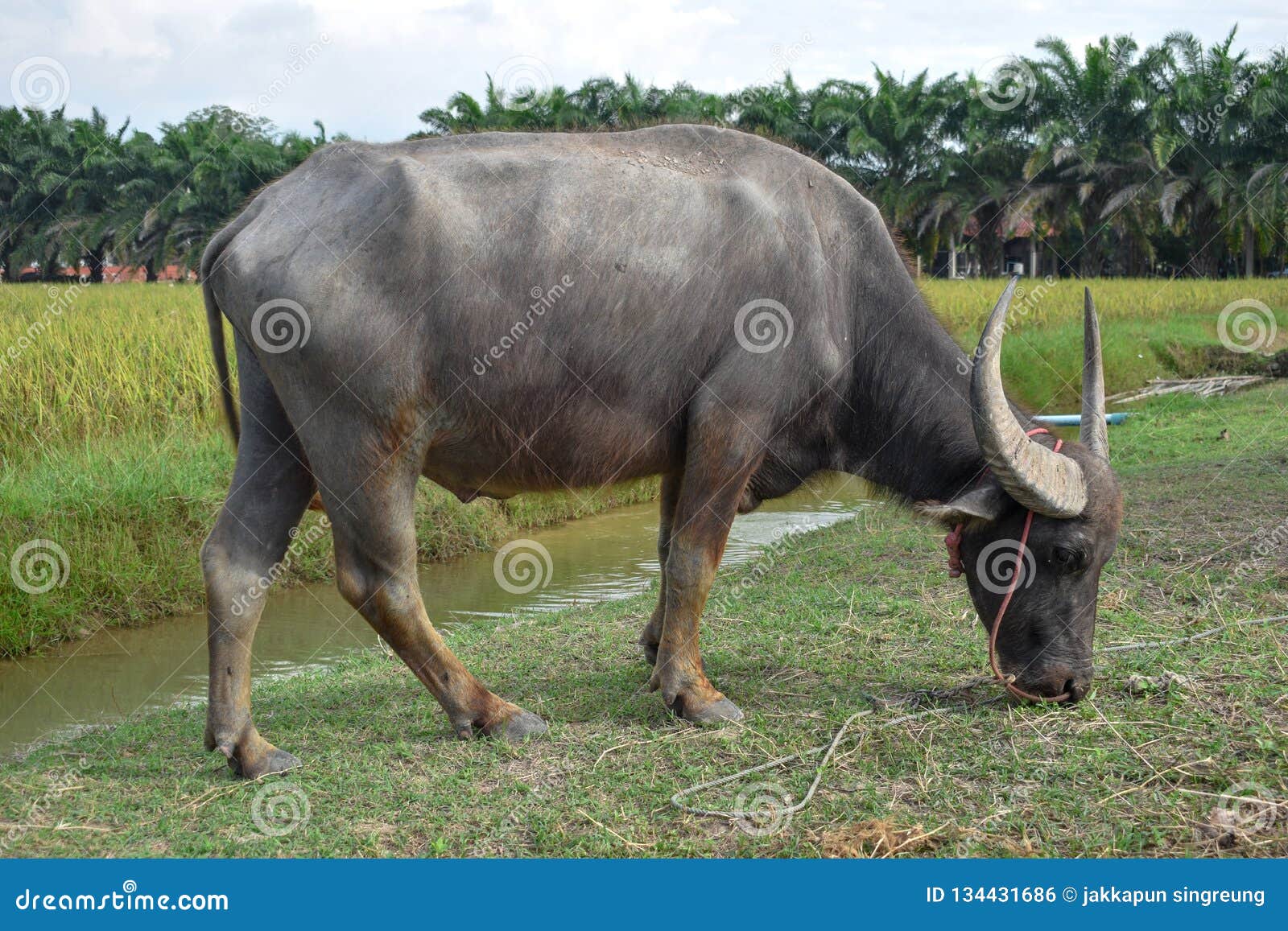 De buffel eet gras langs het kanaal De padievelden en de bomen zijn de achtergrond thailand