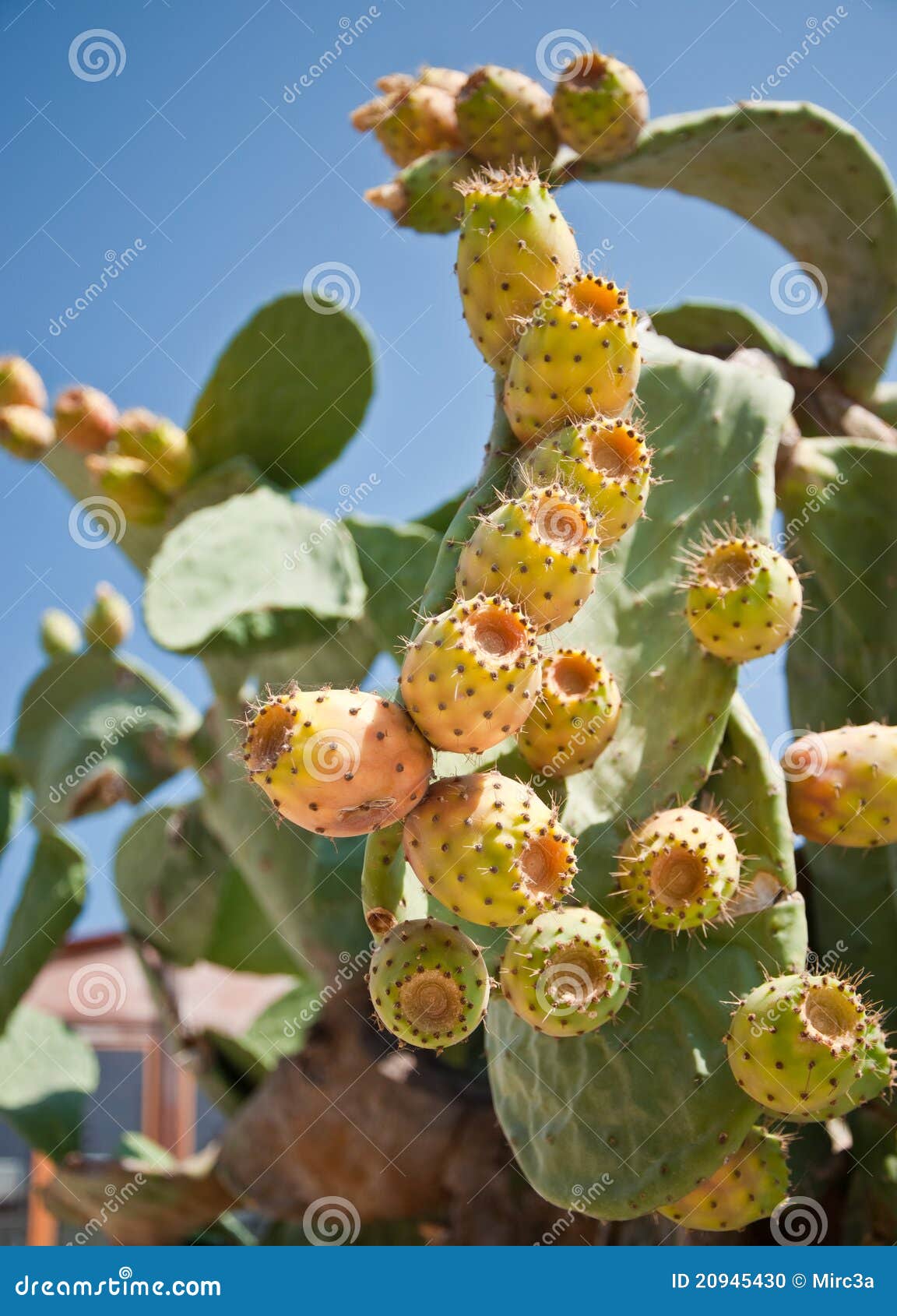 De Cactusvruchten Van Optunia Stock Foto Image of blauw, peer 20945430