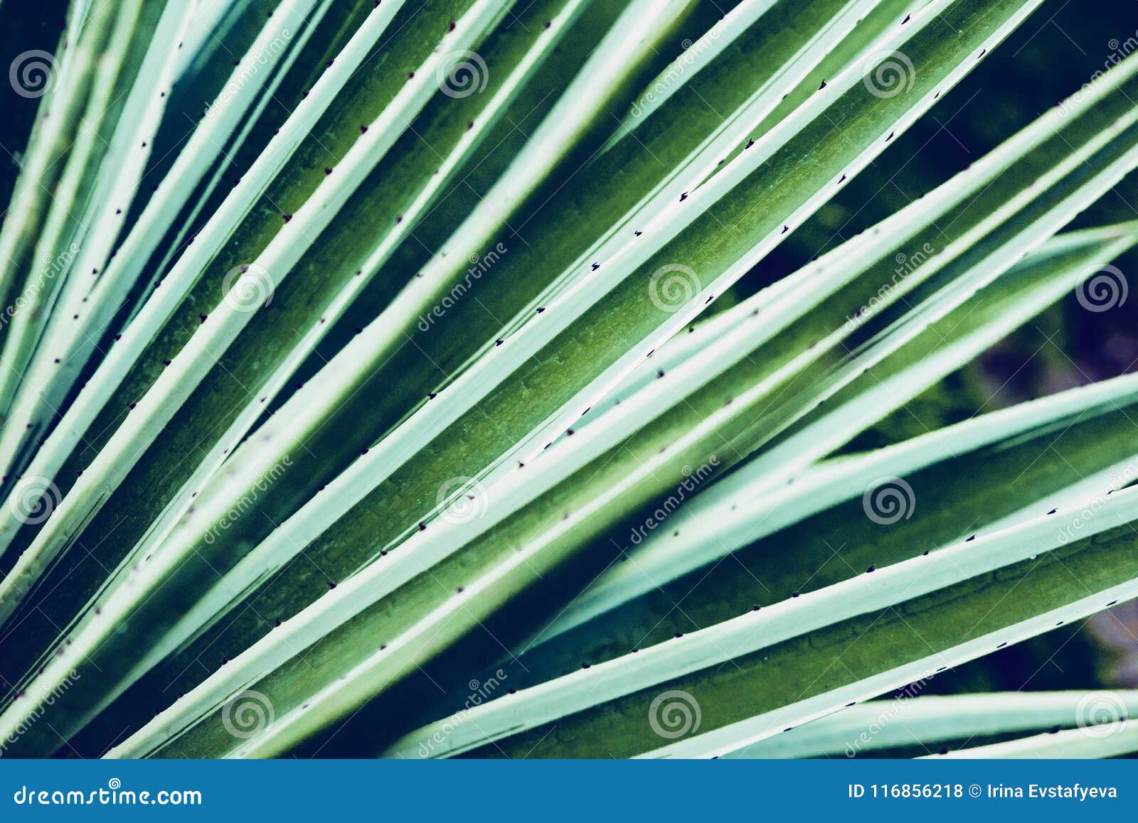 De close-up van Vera van het cactusaloë Natuurlijke natuurlijke achtergrond Het concept natuurlijke meetkunde,