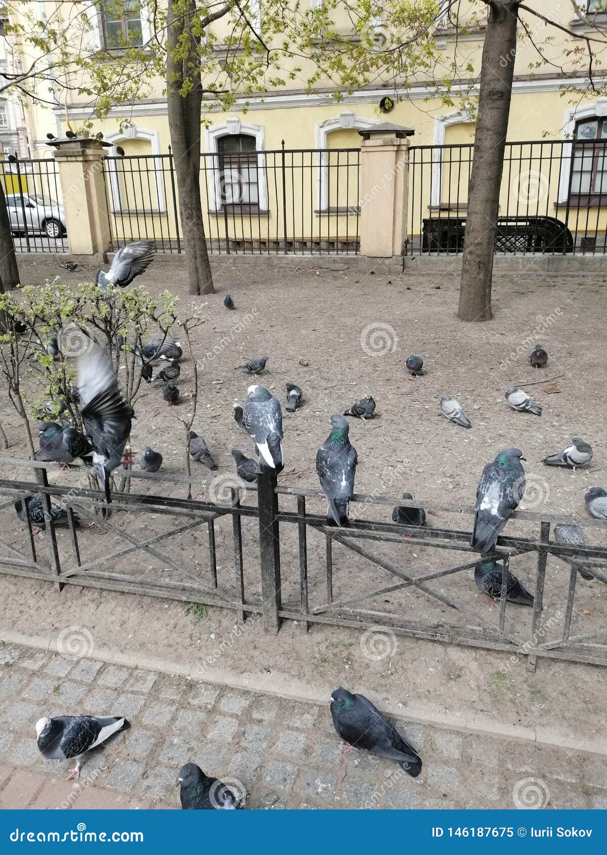 De Duiven Zitten in Het Park Stock Afbeelding - Image of reis, stad ...