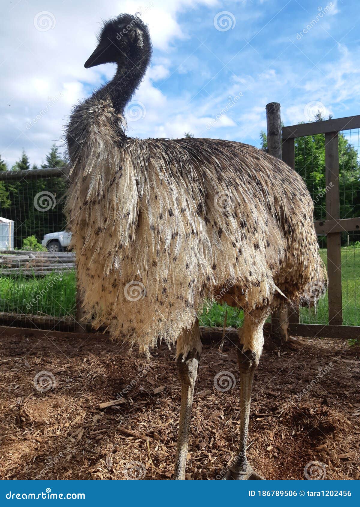 De Emu - Vrouw , De Mooie Emu - Ratite Ostrich , Zich Verhoudt Tot Behoorlijk Pluim Blauwe Lucht. Stock Foto - Image of hemel, huisdier: 186789506