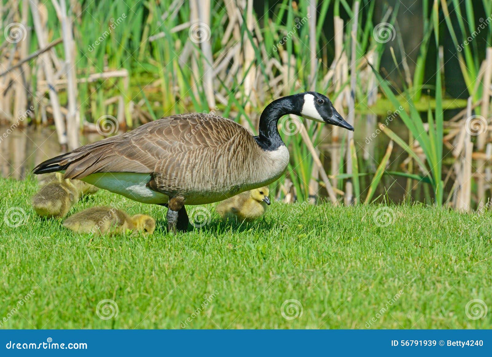 De enige Gans van Canada met gansjes. De Gans van Canada met gansjes dichtbij een vijver