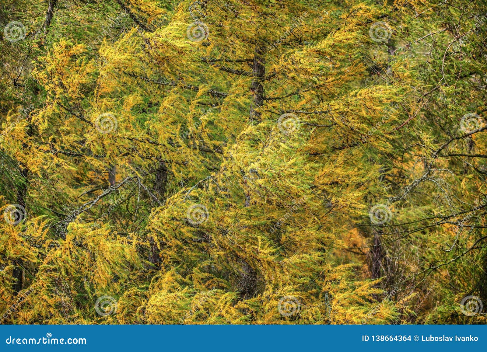 De Europese Lariks Larix Decidua Vertakt Zich Met Gele Gekleurde Spar In De Herfst In Sterke ...