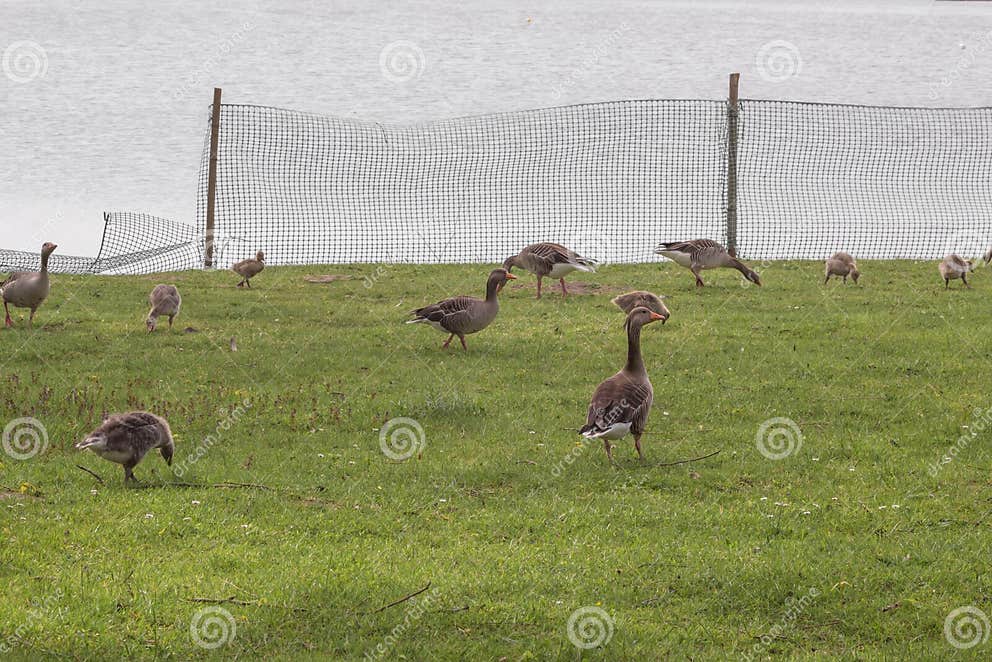 De Familie Van De Gans Anser Anser Met De Groenbekkens in De Graslanden