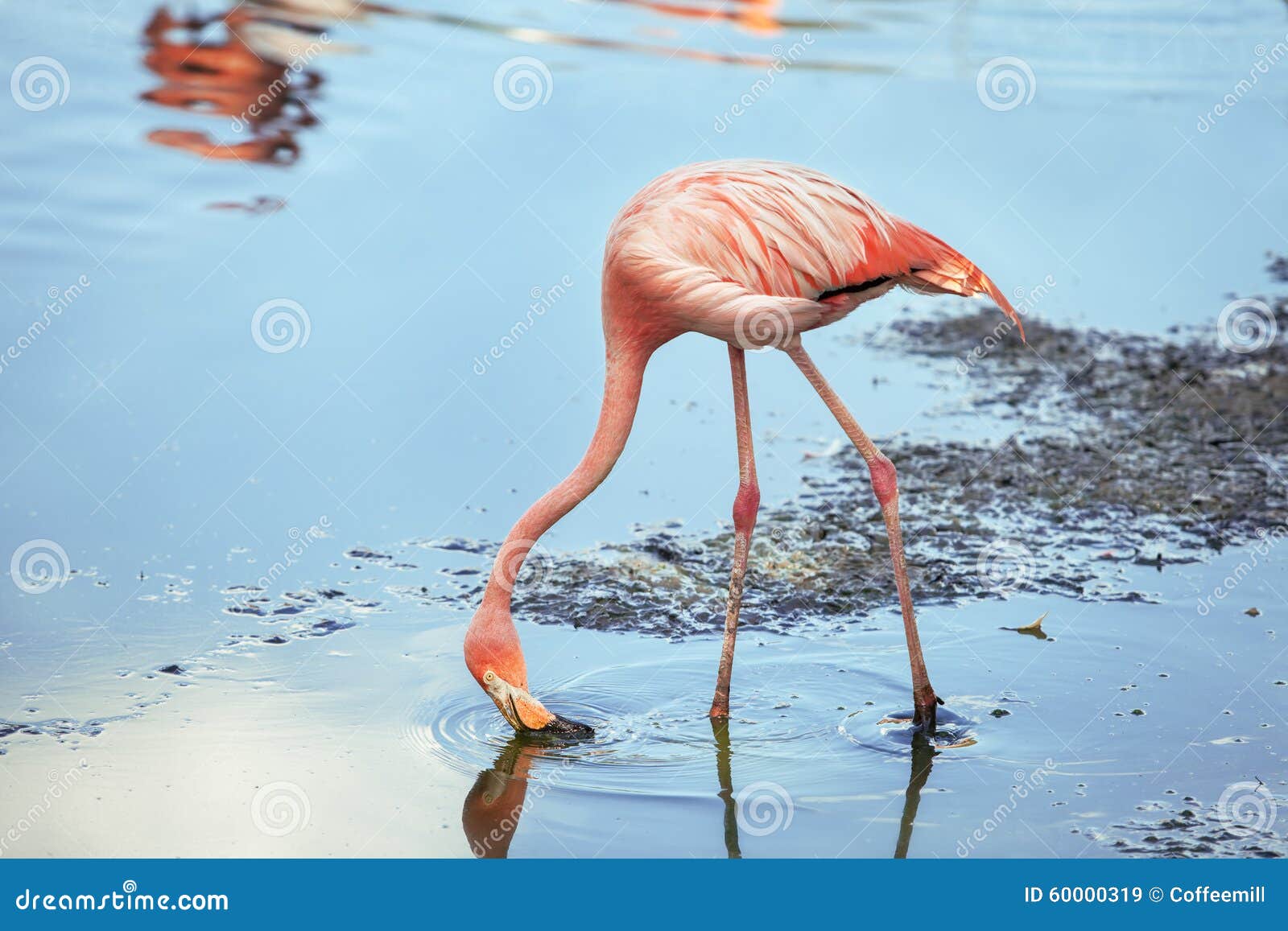 Commotie leg uit Latijns De flamingo's eten stock afbeelding. Image of verdun - 60000319