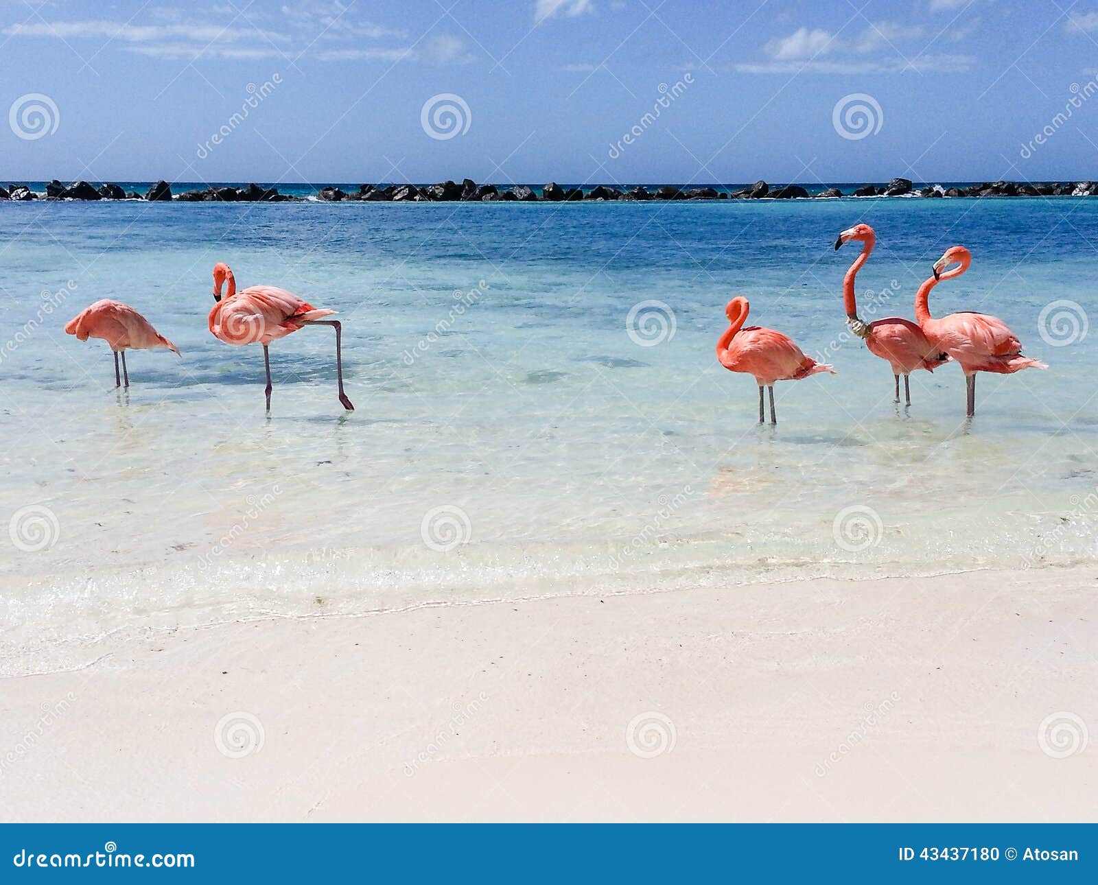 De Flamingo van Aruba stock foto. Image of gekleurd, nederlands - 43437180