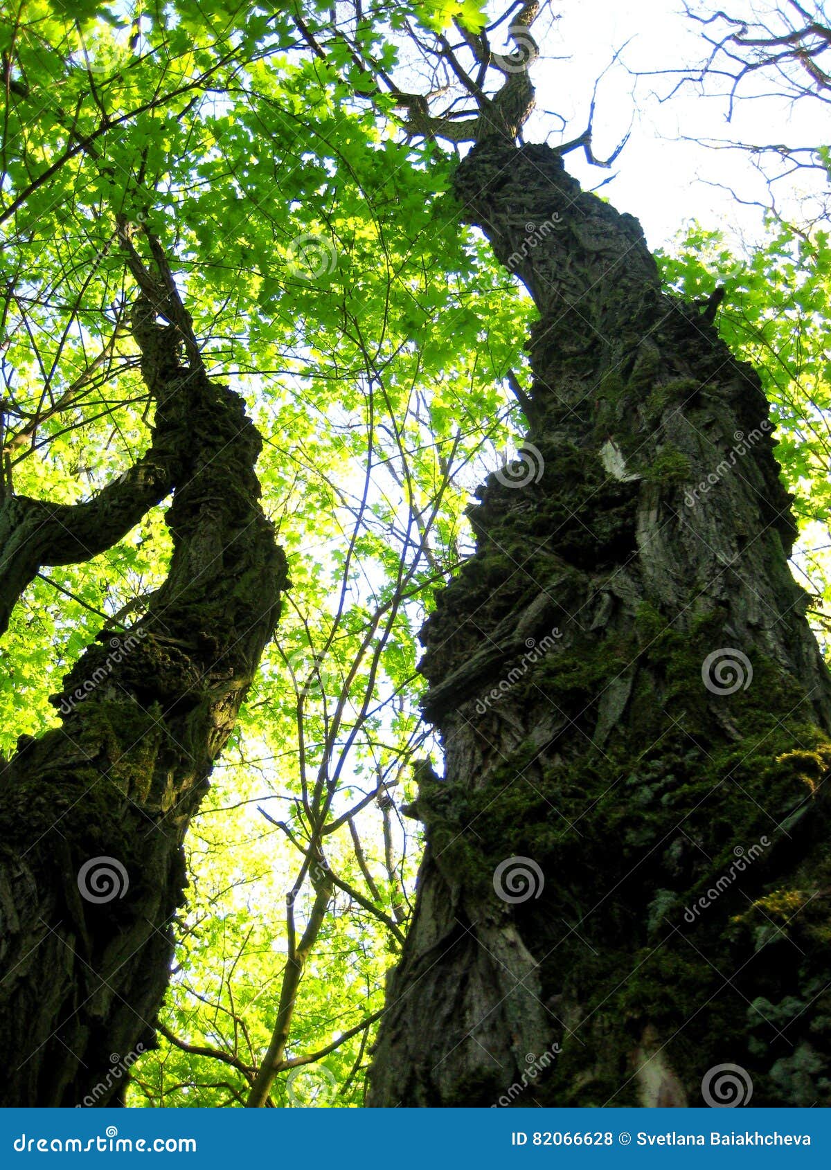 De foto met het perspectief op een verbinding van de hemel met groen van lange bomen. De foto met het perspectief op hemel wordt gegeven met jonge greens en de textuur van de schors van lange bomen in een de zomerbos als bron voor ontwerp, fijne kunstdruk, reclame, affiches, fotowinkel