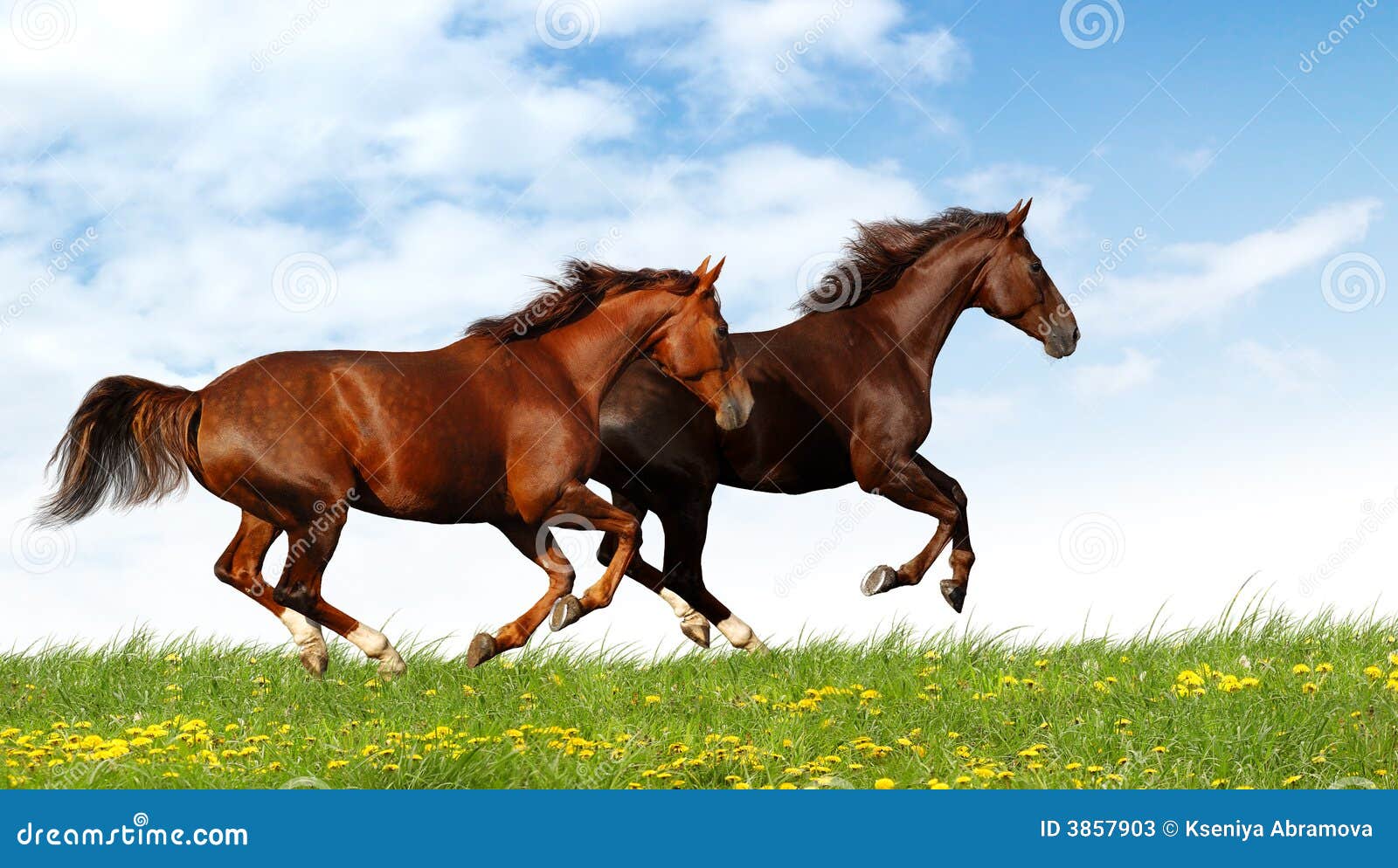 kampioen Onveilig ergens bij betrokken zijn De galop van paarden stock afbeelding. Image of renner - 3857903