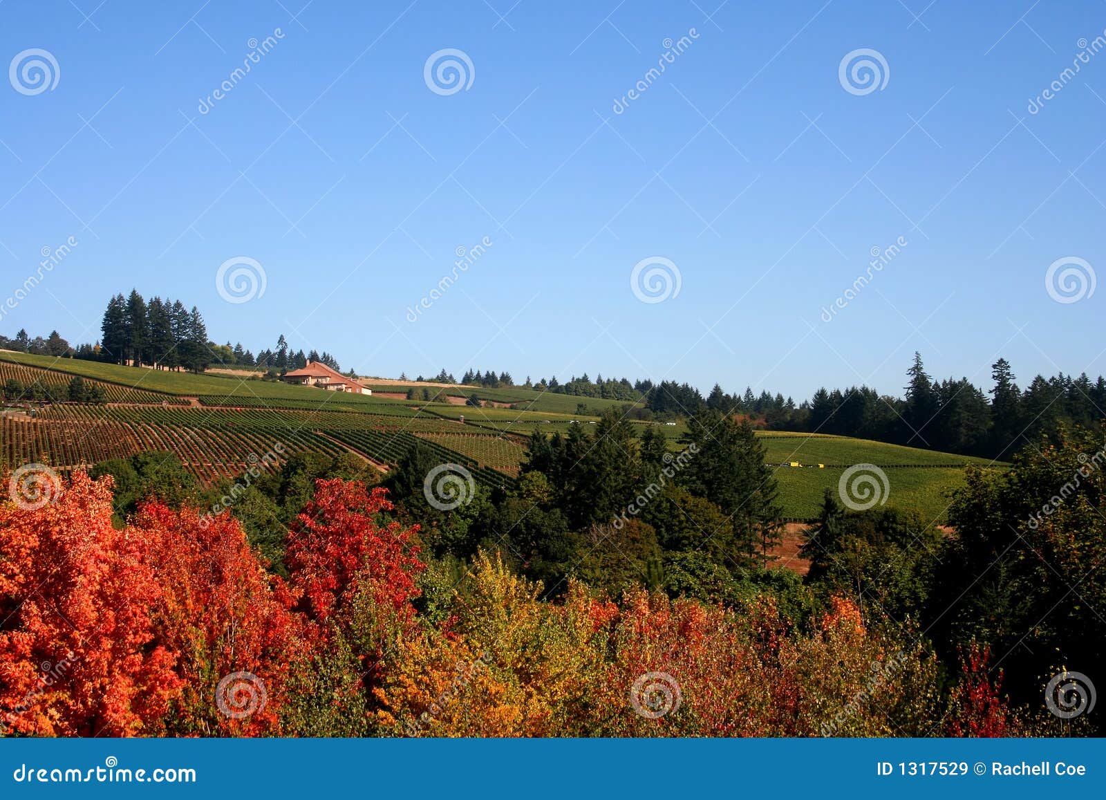 De Gebieden van de wijngaard in de Herfst. Acres van wijngaarden en een wijnmakerij die van achter rijk gekleurde esdoornbomen wordt bekeken in de herfst