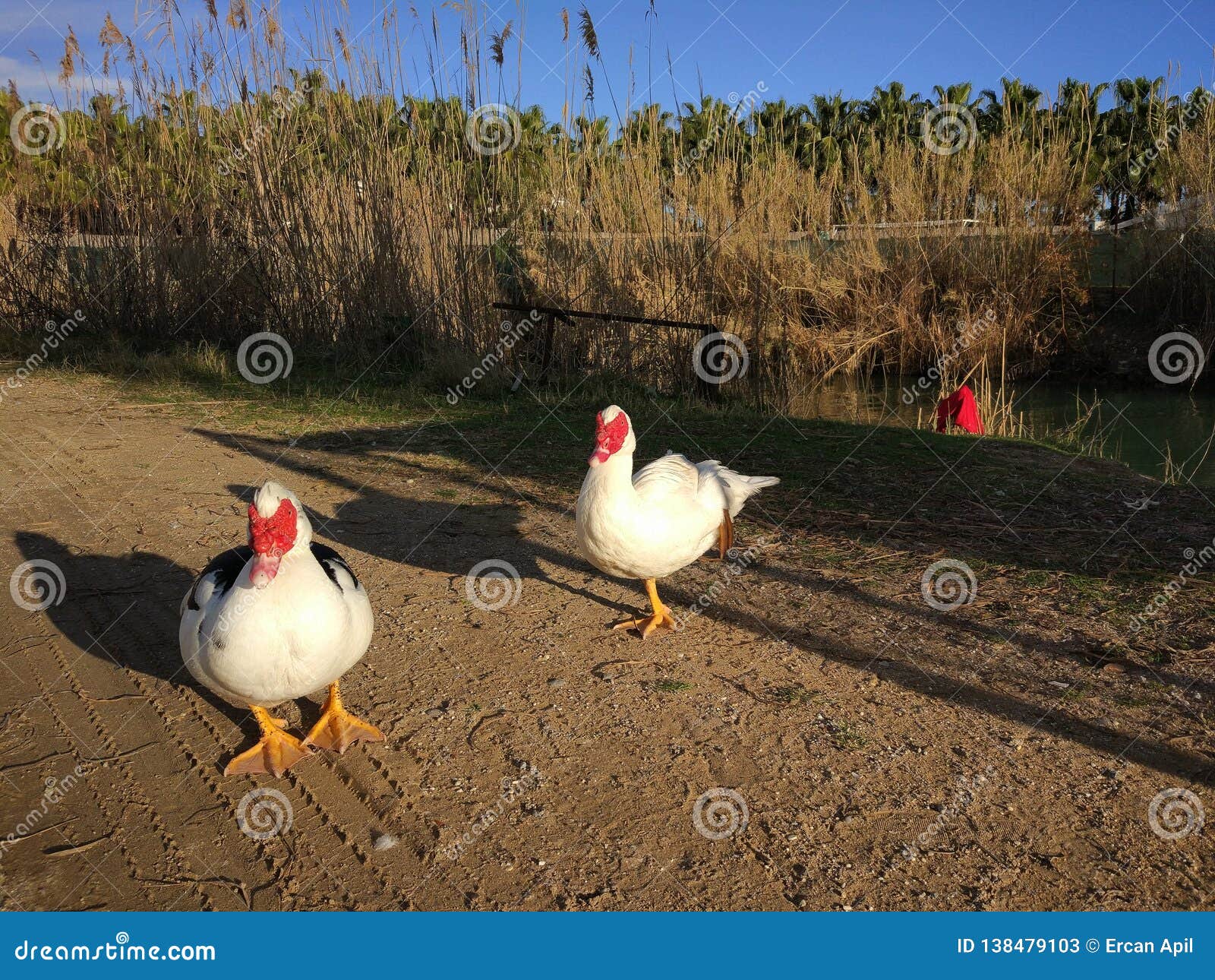 De gekleurde eendfamilie op het strand Antalya Turkije