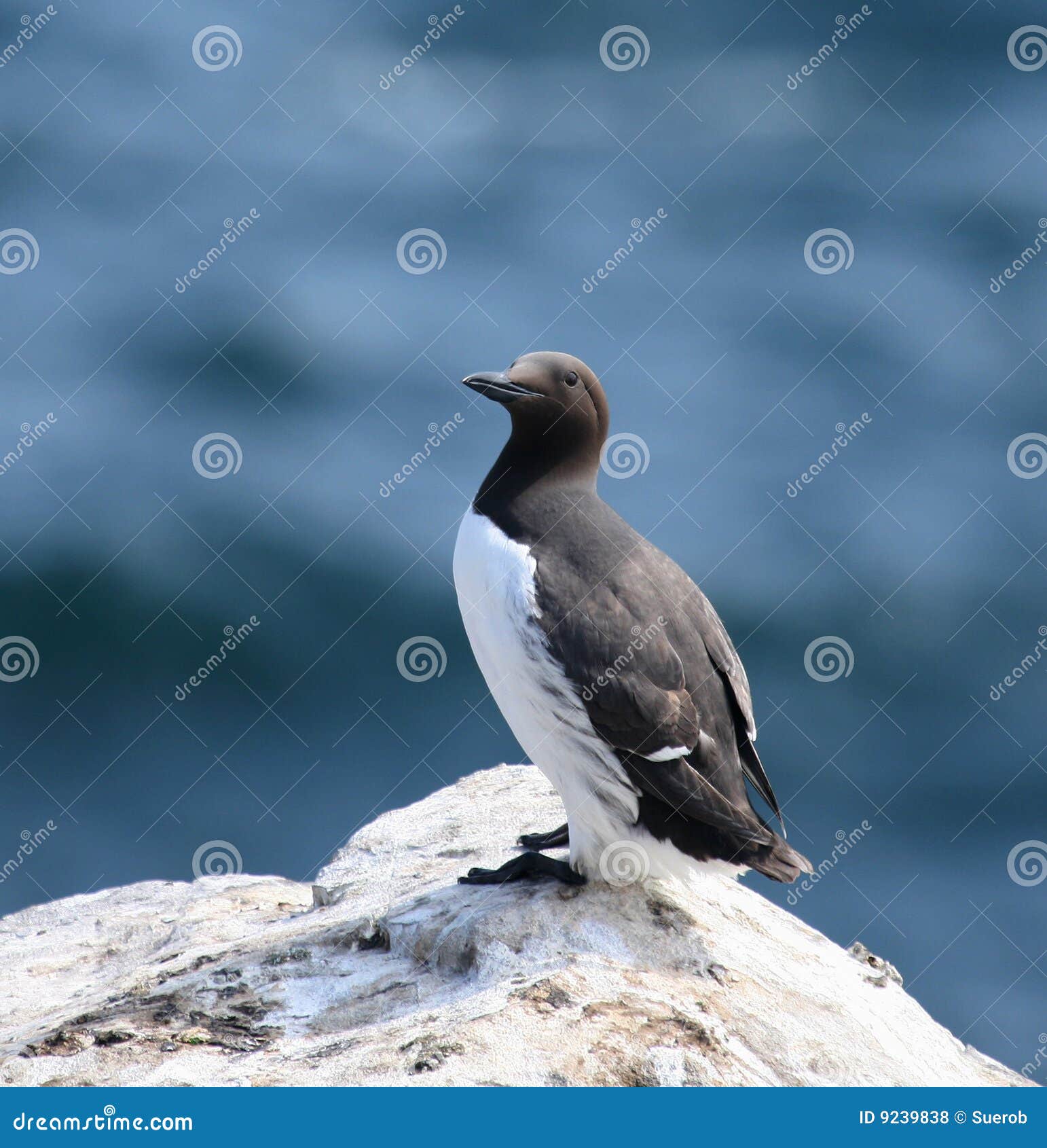 De gemeenschappelijke status van de Zeekoet. Gemeenschappelijke Zeekoet die zich op rots op BinnenFarne, Northumberland, Engeland met diep blauw, uit-van-nadruk overzeese achtergrond bevindt. Mei 2007.