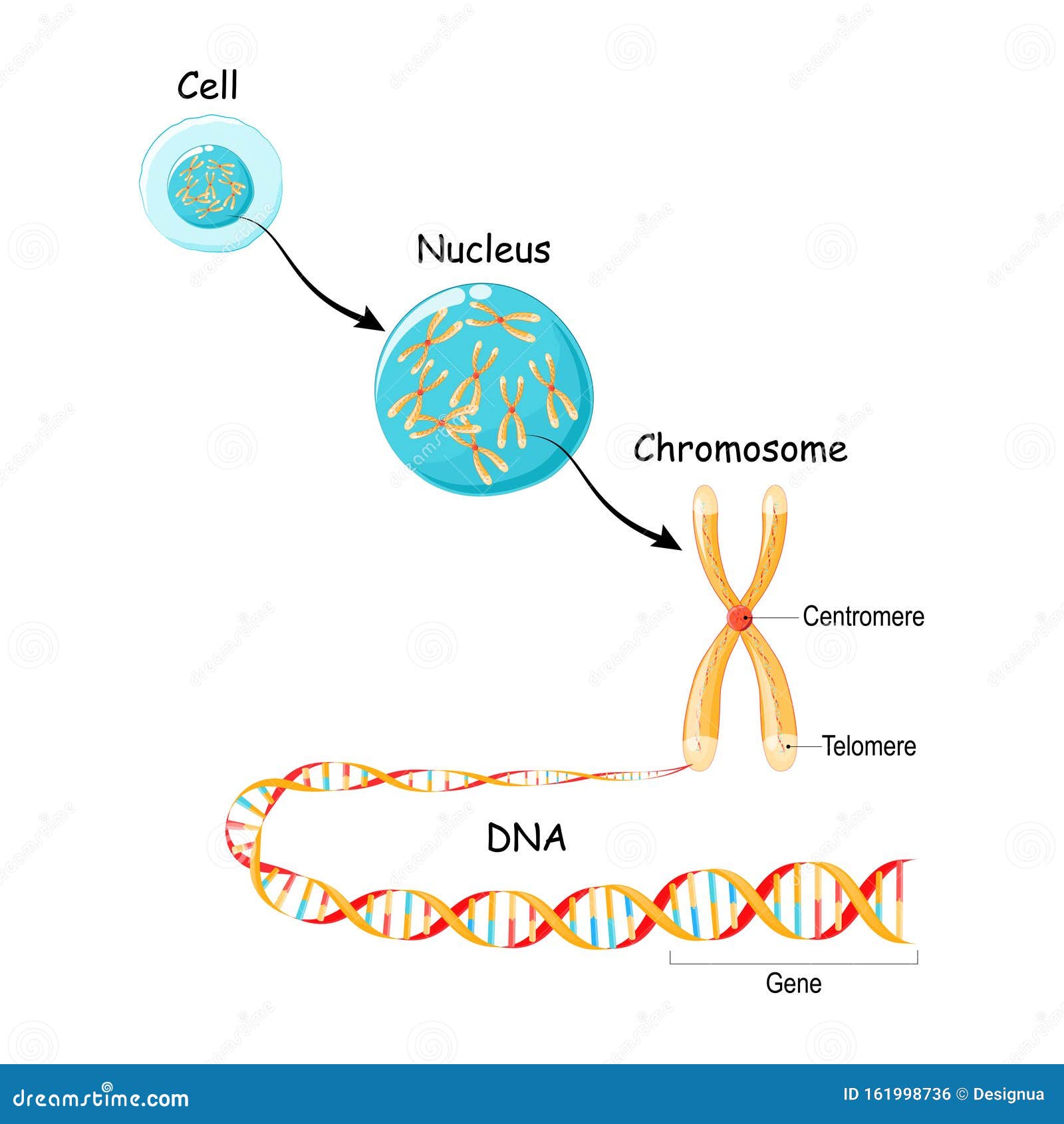 De Gen A Adn Y Cromosoma En La Estructura Celular Secuencia Genómica