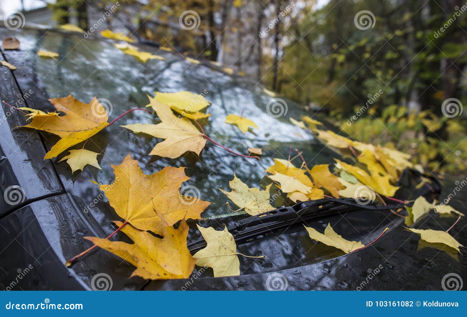 Попав в листья вода с поверхности. Осенний лист на лобовом стекле. Осенние листья на стекле авто. Кленовый лист на стекле авто. Осенний листик на лобовом.