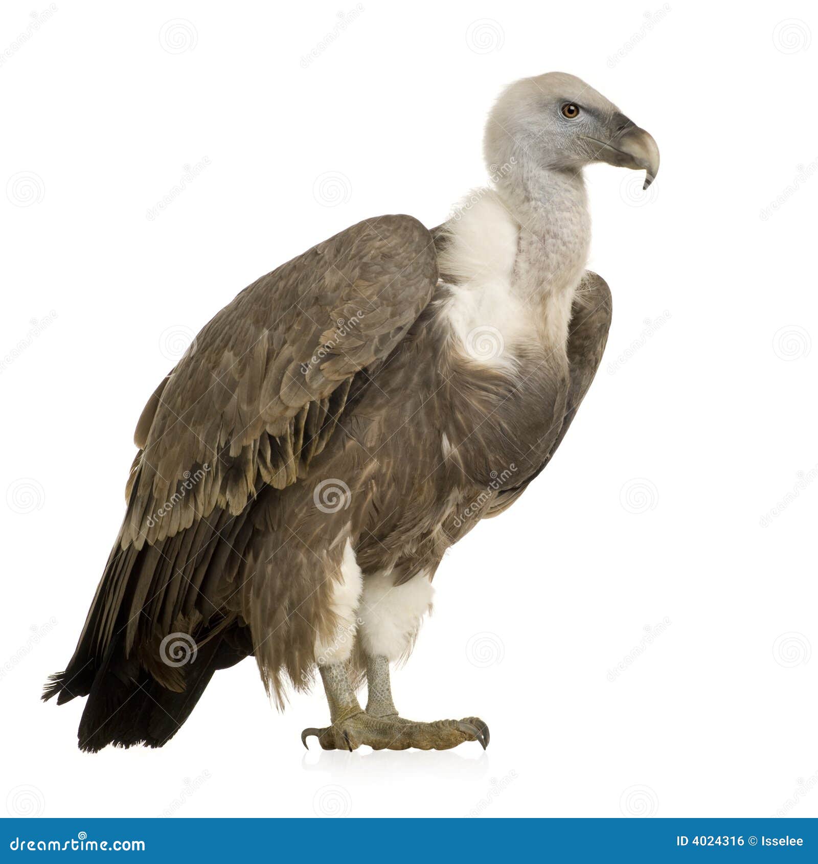 De Gier Van Griffon - Fulvus Gyps Stock Foto - Image of gips, roofvogel ...