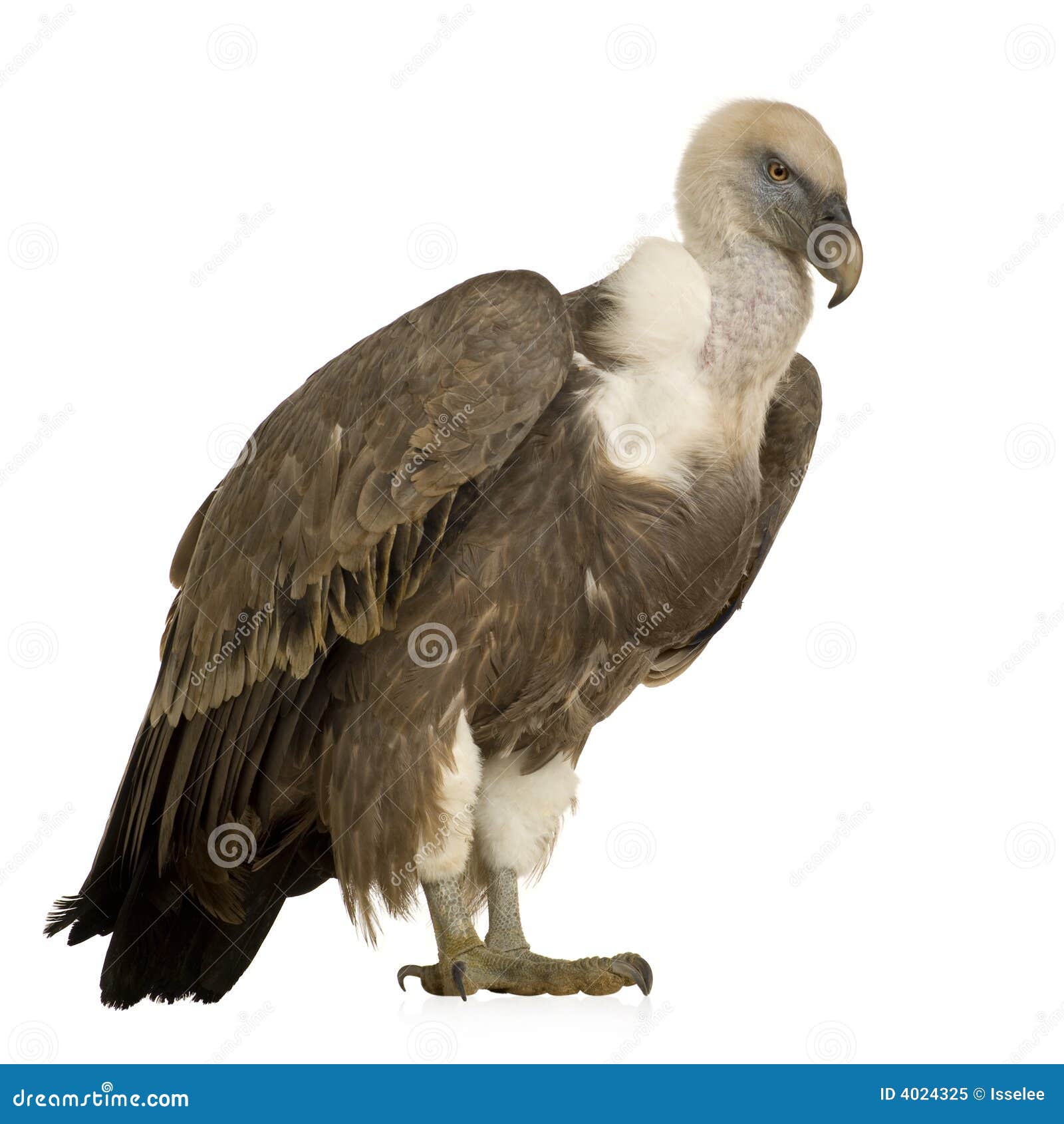 De Gier Van Griffon - Fulvus Gyps Stock Afbeelding - Image of prooi ...