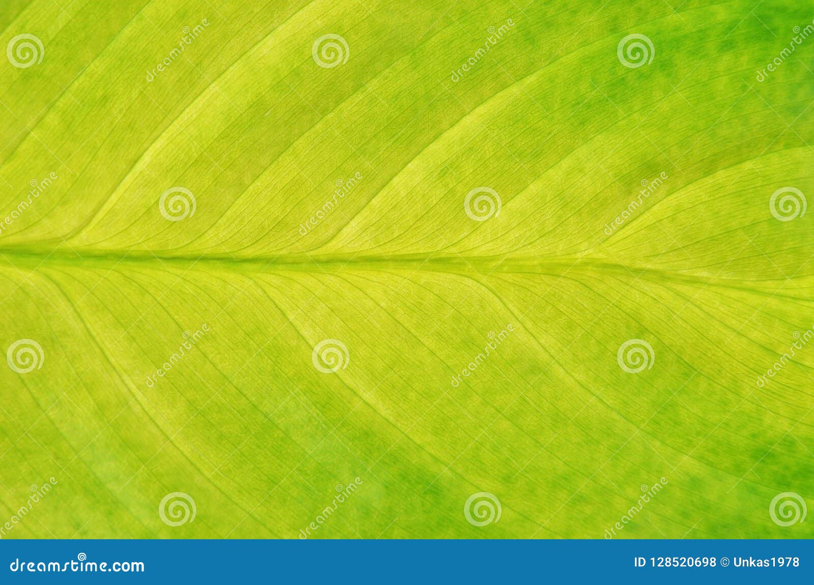 De groene Achtergrond van het Blad. Sluit omhoog van groen Dieffenbachia-blad als natuurlijke achtergrond