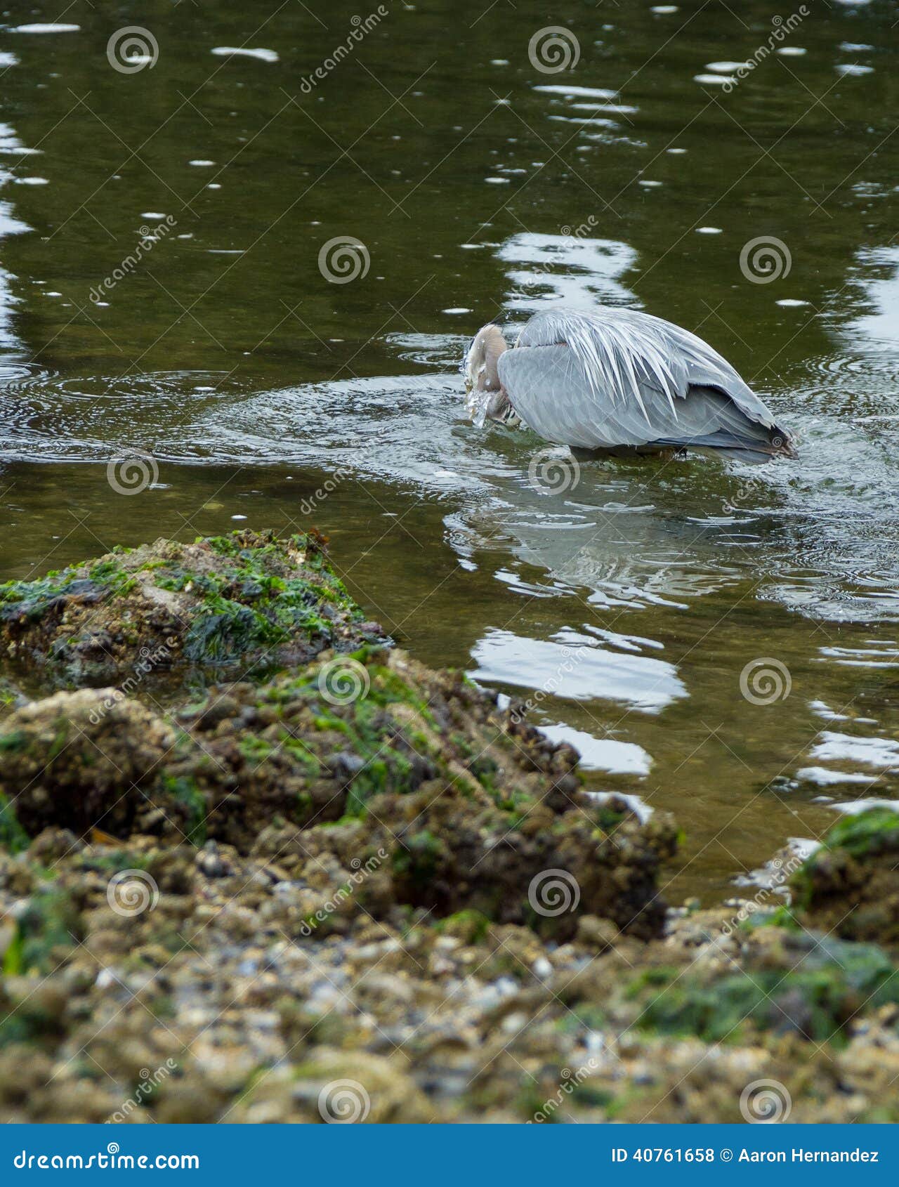 De grote Blauwe Reiger Jacht in Eelbed. De grote Blauwe Reiger die en palingen besluipen eten eelbed binnen