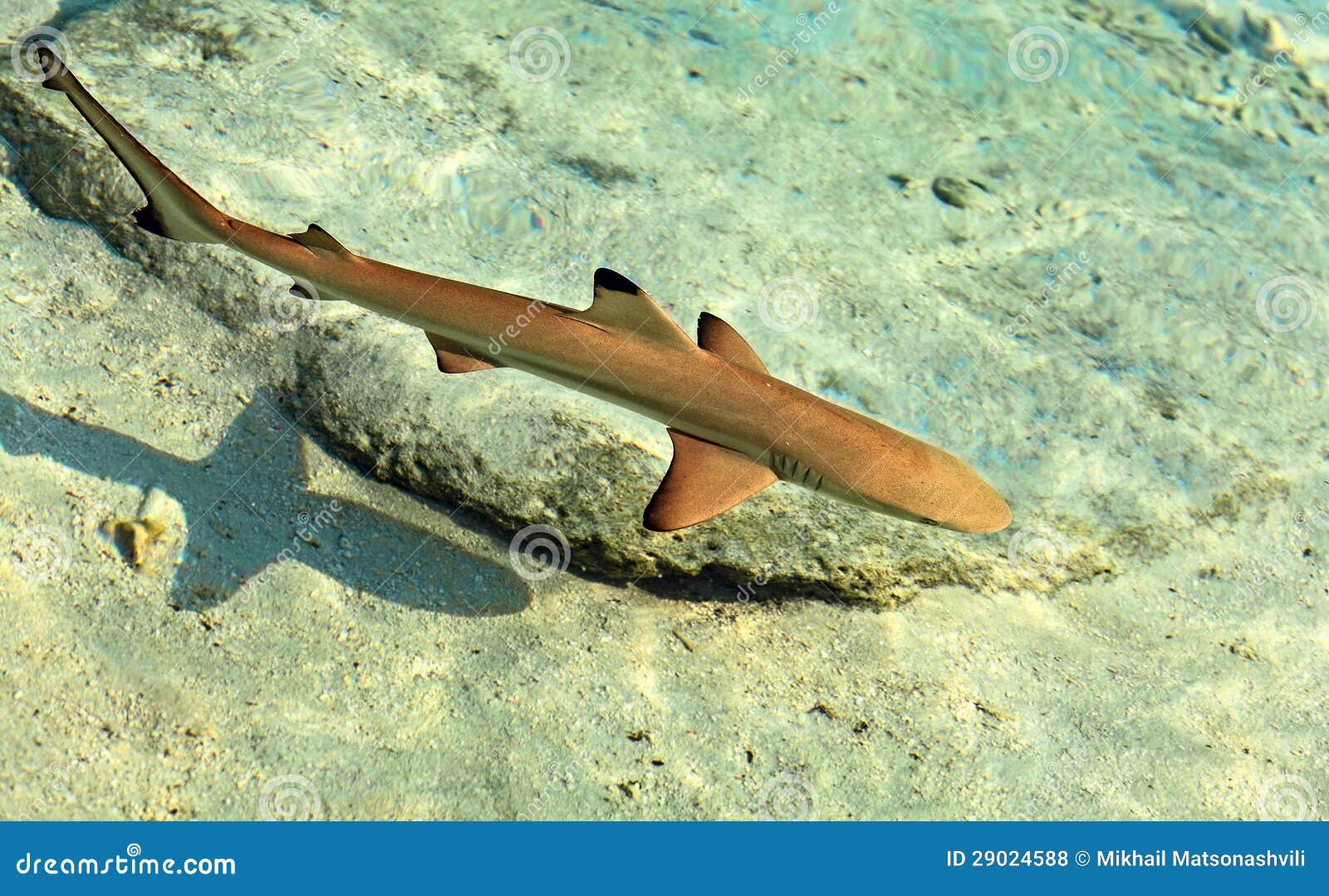 schuur ruilen Behandeling De haai van de baby stock foto. Image of ertsader, bruin - 29024588