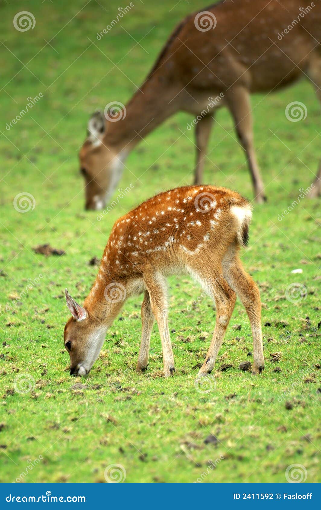 De Herten En Het Mamma Van De Baby Stock Foto - of wild: