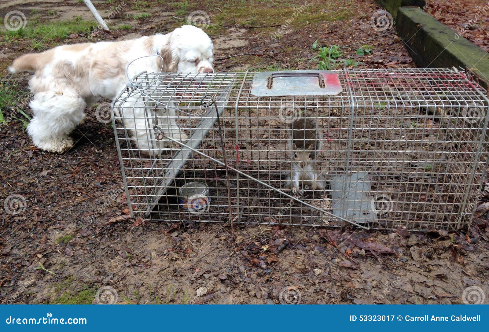 De Hond Ontmoet Eekhoorn Stock Afbeelding Afbeelding Bestaande Uit Palm 53323017