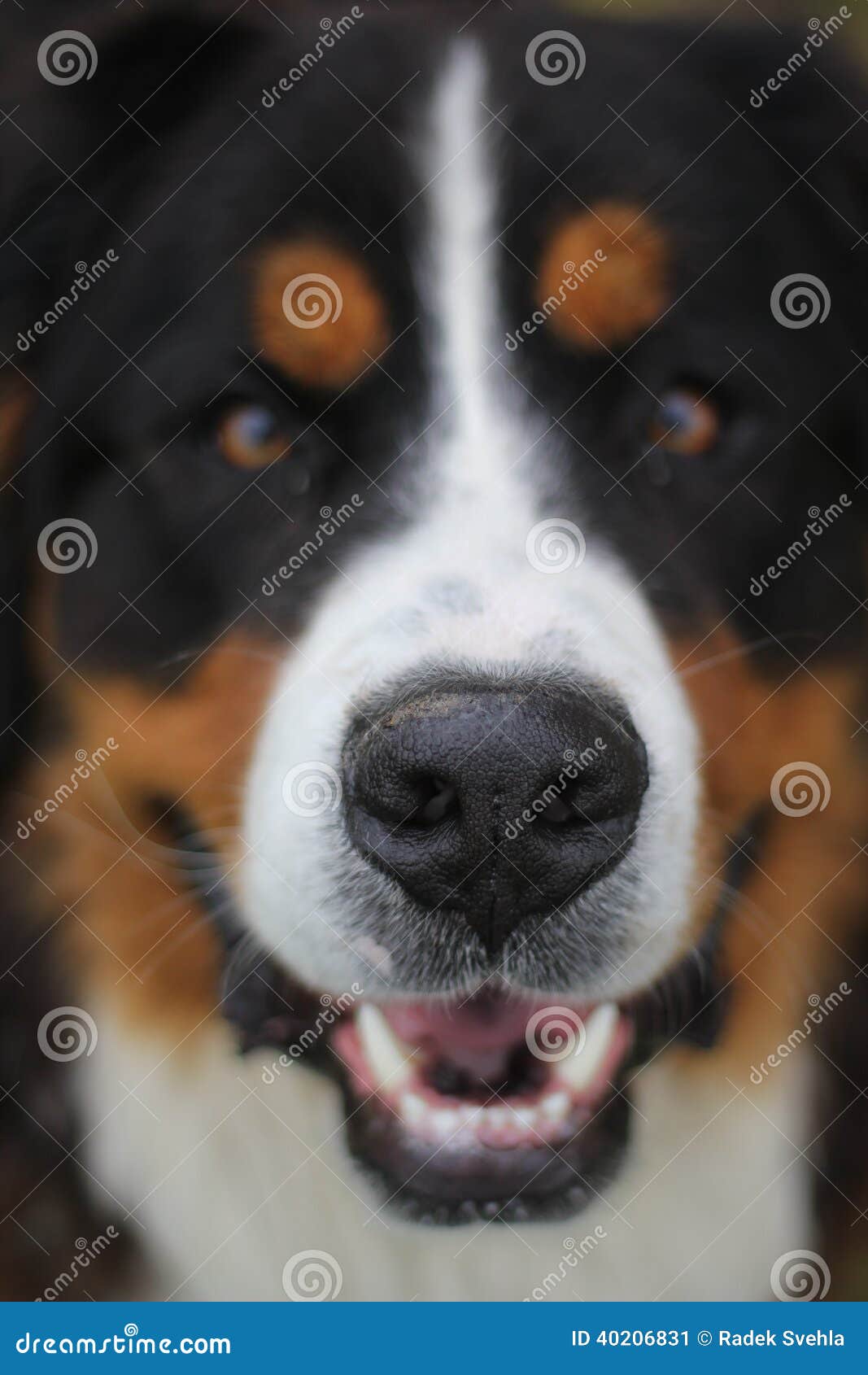 De Hond van de Berneseberg. Mooie Bernese-Berghond in detail