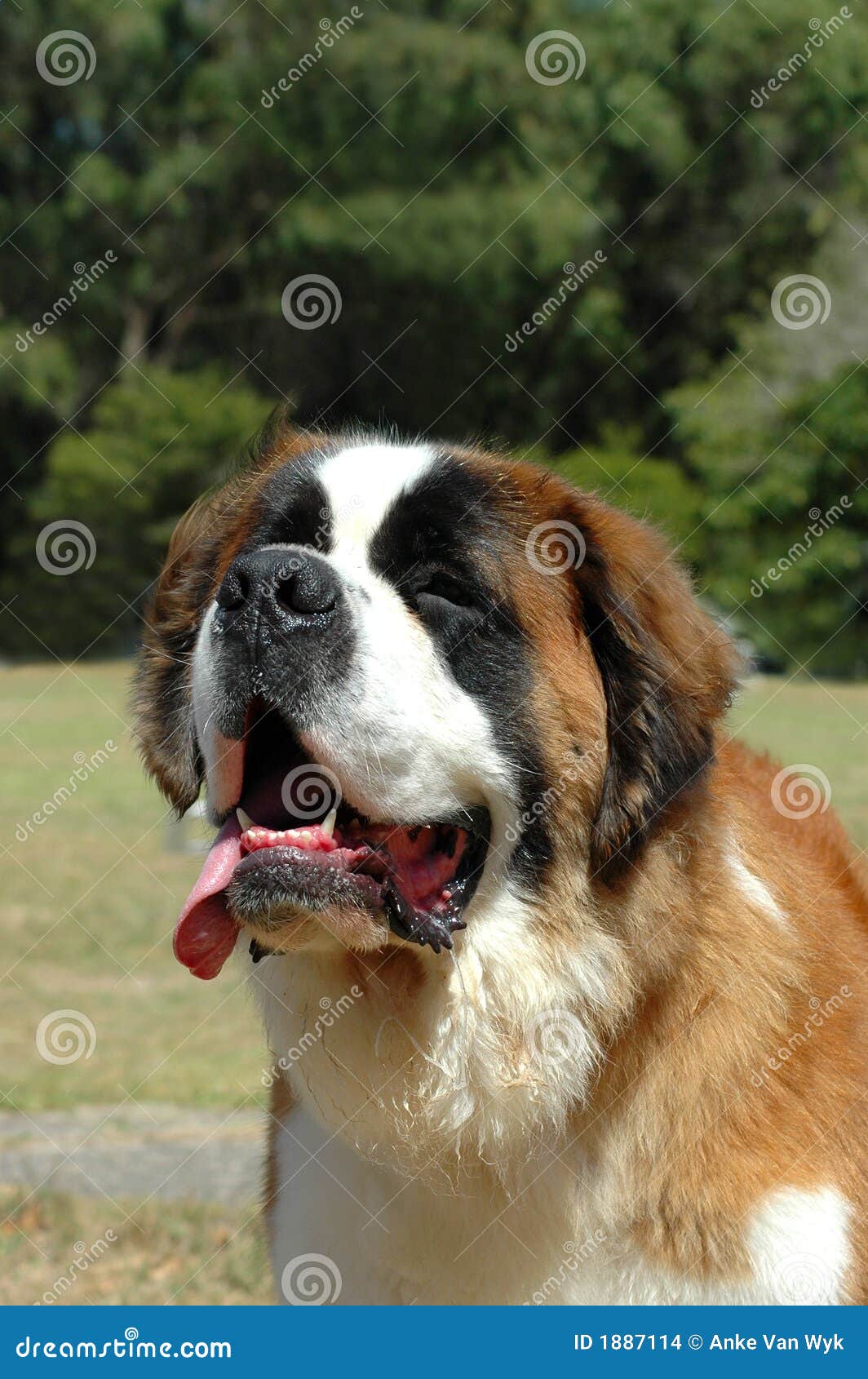 De Hond Van De Sintbernard Stock Foto Image of honden, snoezig 1887114