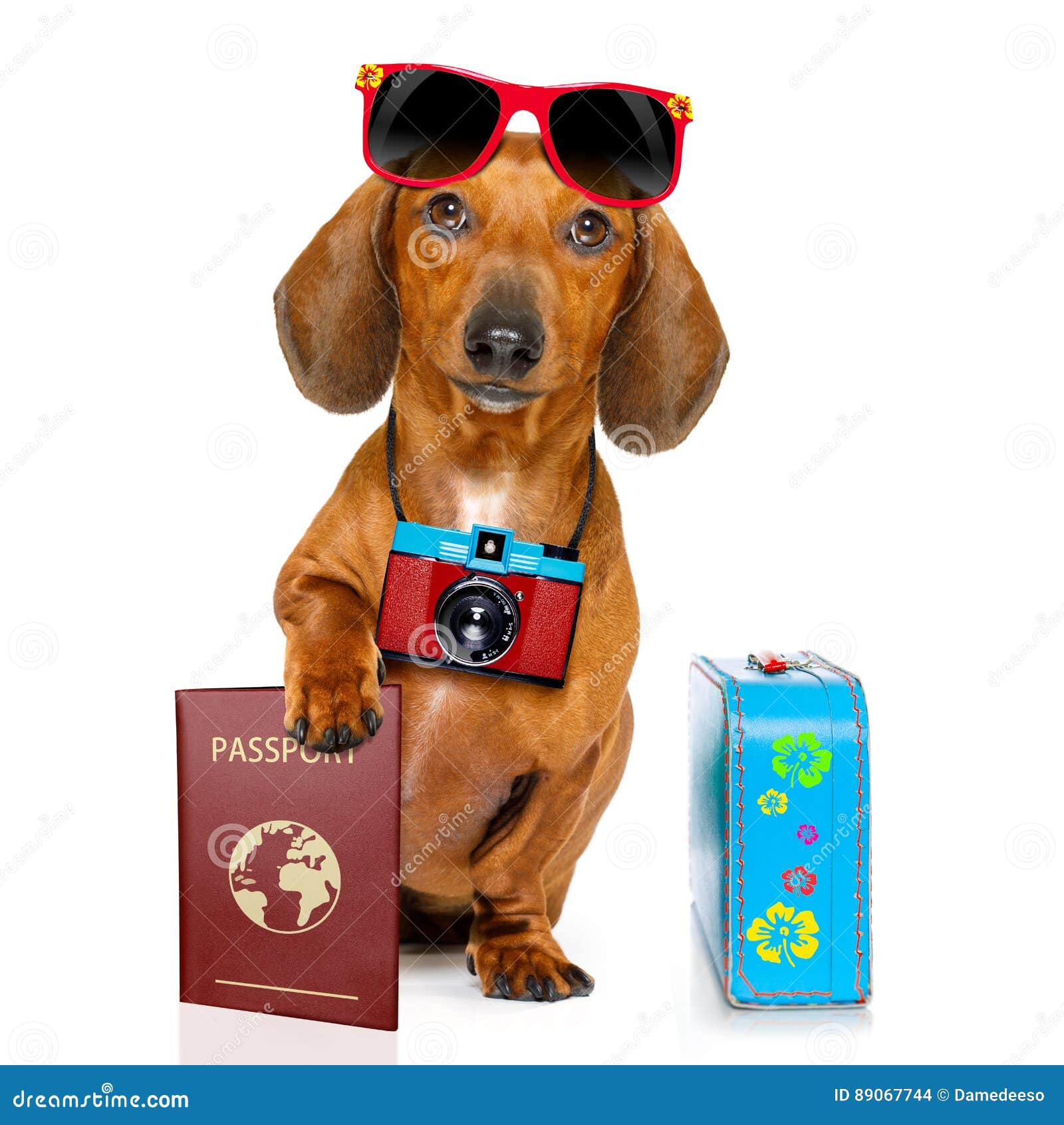 span lelijk complicaties De Hond Van De Tekkelworst Op Vakantie Stock Foto - Image of instappen,  bestemming: 89067744