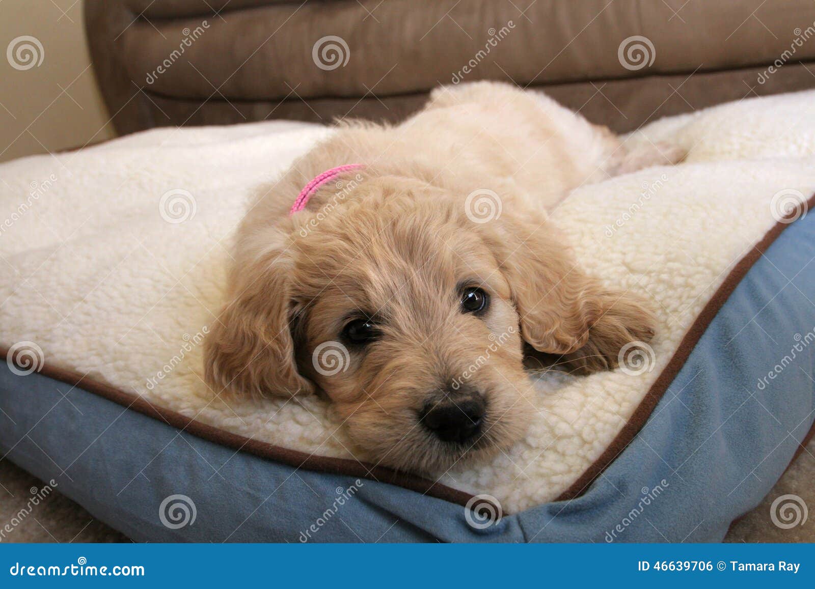 De Hond van het Goldendoodlepuppy. Leuk weinig goldendoodlepuppy die op haar bed leggen