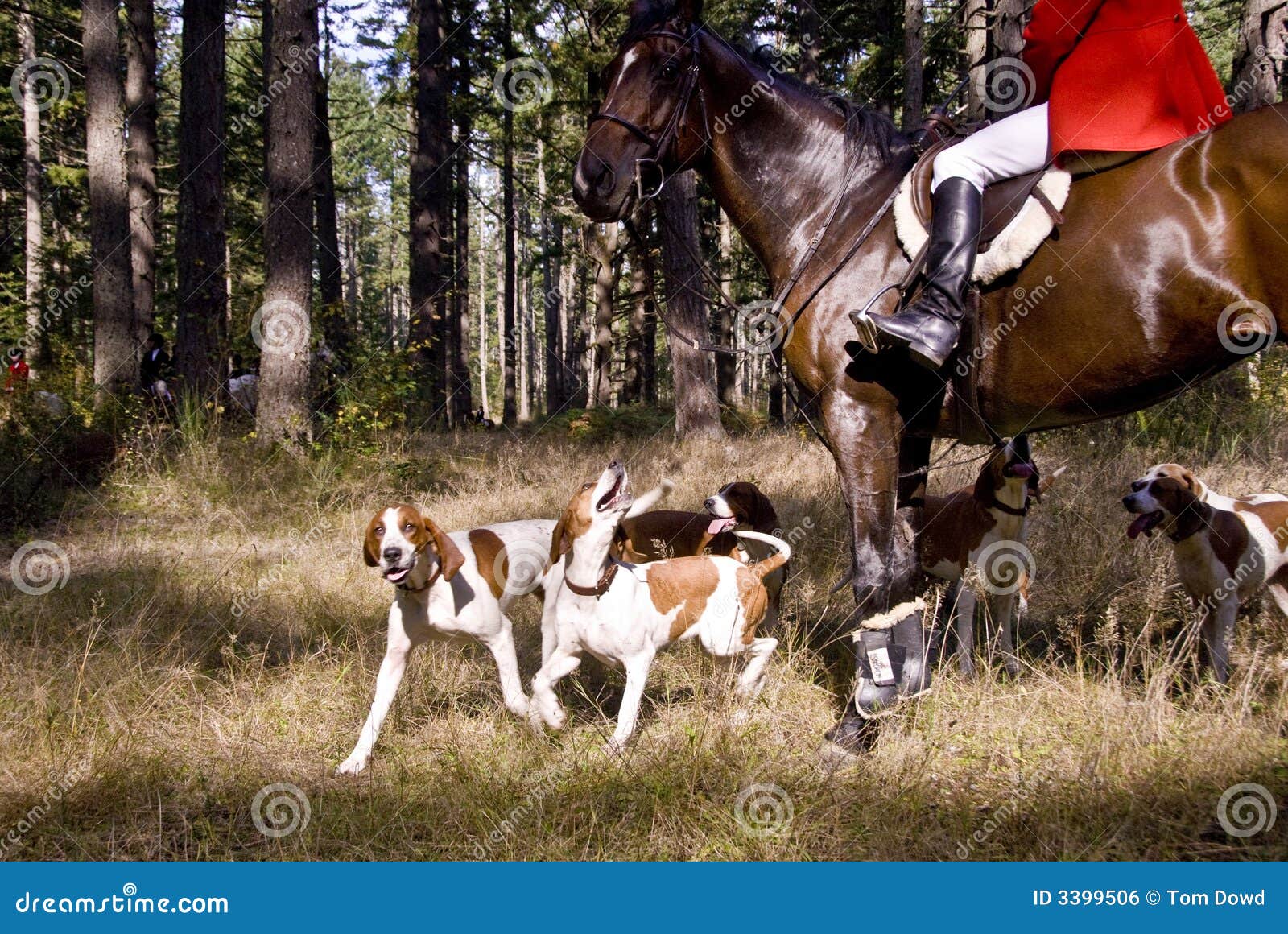 De Honden Van De Hond Van Het Bloed Stock Foto Image of blauw, toon