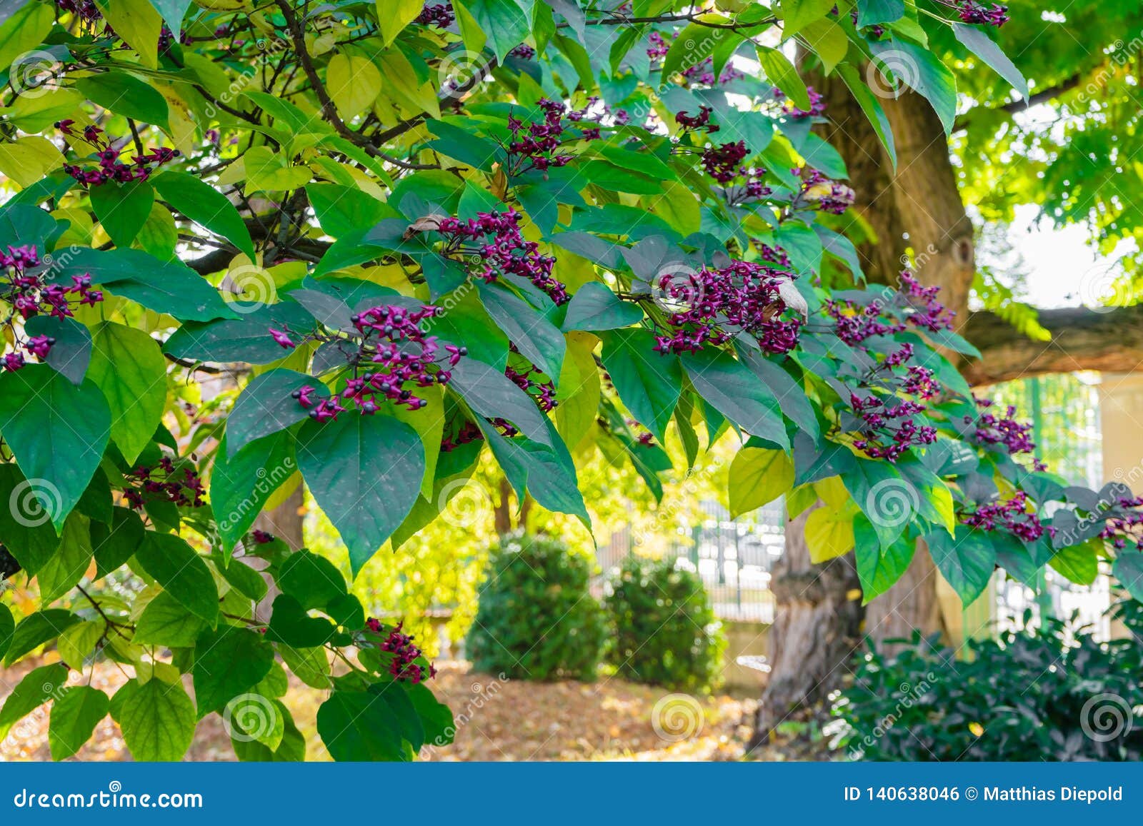 De Indische boom van de pijlwortel beutifull. Indische de boom aardige kleuren van de pijlwortel beutifull