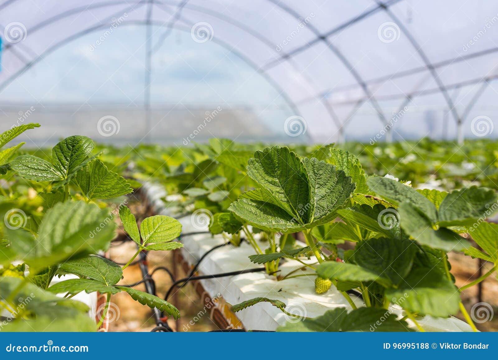 De industriële groei van aardbeien, de rij van de hydrocultuuraardbei binnen. De industriële groei van aardbeien, de rij van de hydrocultuuraardbei in aanplanting, Verse die aardbeien in serres, Aardbeigebieden die, Binnen binnenaardbeilandbouwbedrijf worden gekweekt, aardbeien cultiveren