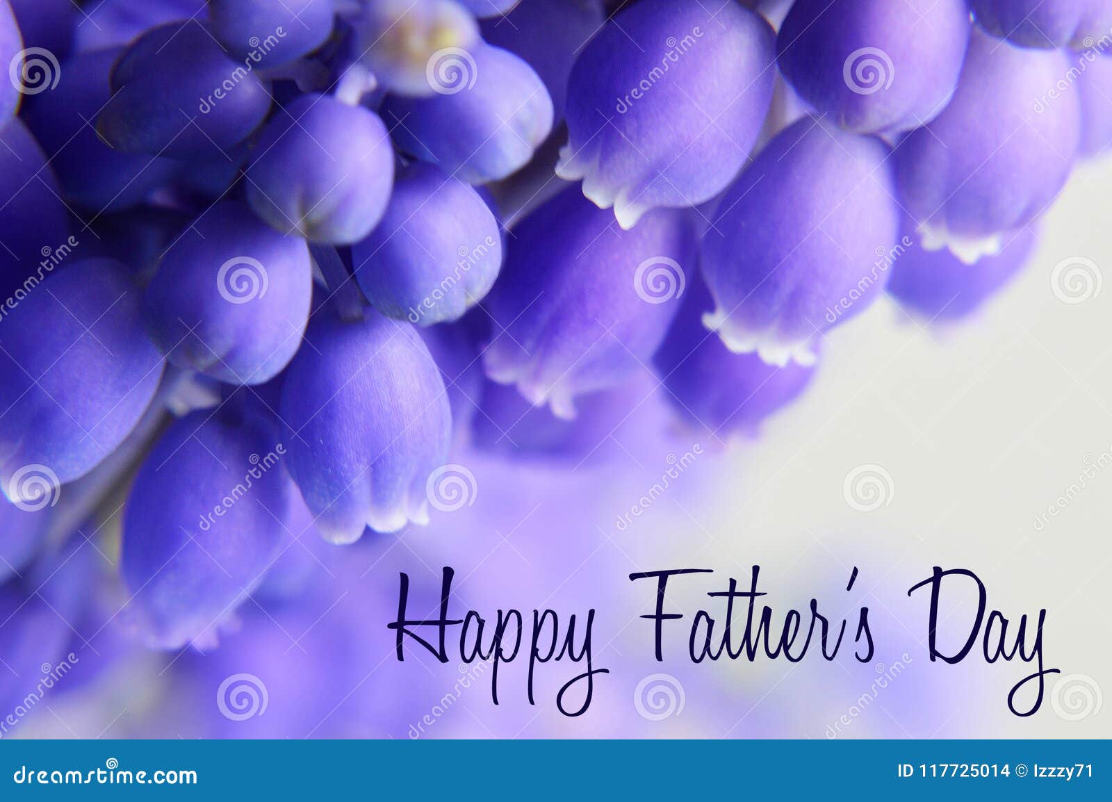 De Kaart Van De Vadersdag Met Druivenhyacint Op Achtergrond Stock Foto ...