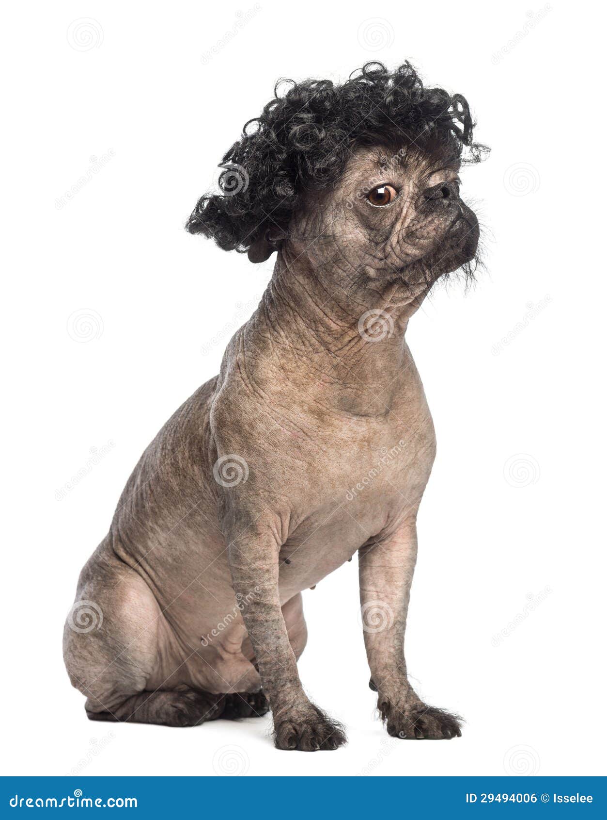 Image Result For French Bulldog Chihuahua Mix Image Result For French Bulldog Chihuahua Mix