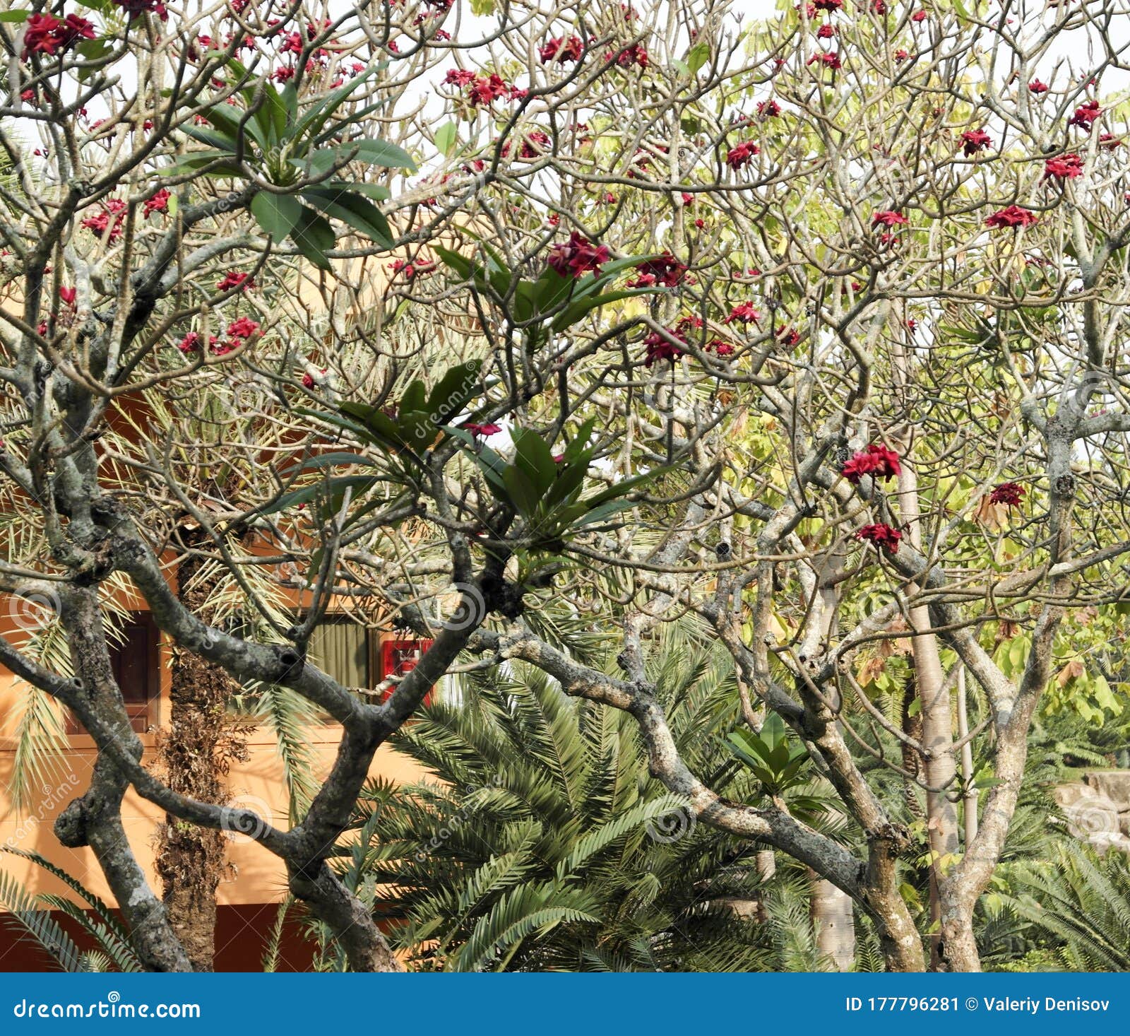Misschien Betekenis compact De Katoenboom Ceiba Pentandra is Een Tropische Boom Uit De Malvaanse  Familie. Stock Afbeelding - Image of blad, achtergrond: 177796281
