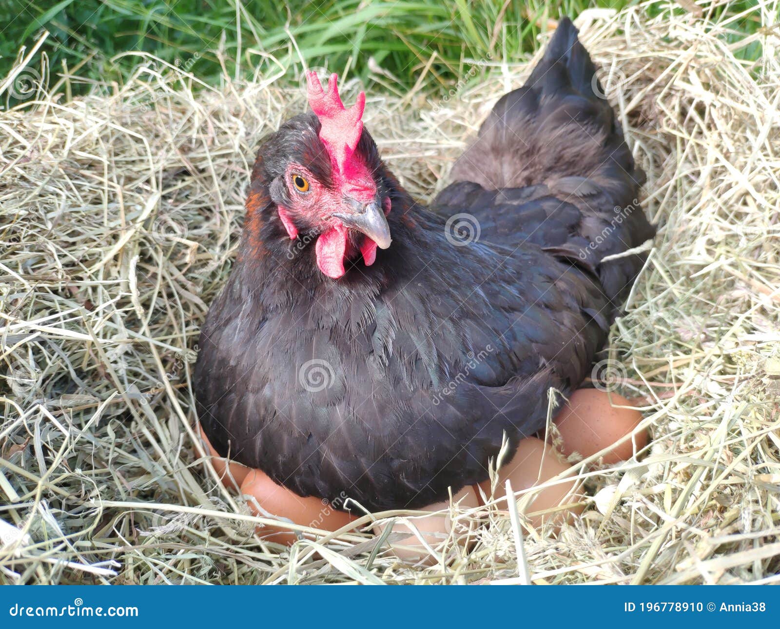 Tarief Heb geleerd Tijdens ~ De Kippen Broeden Het Ei in Een Nest. Zwarte Kip Op Een Nest Droog Gras  Stock Foto - Image of broedsel, voedsel: 196778910