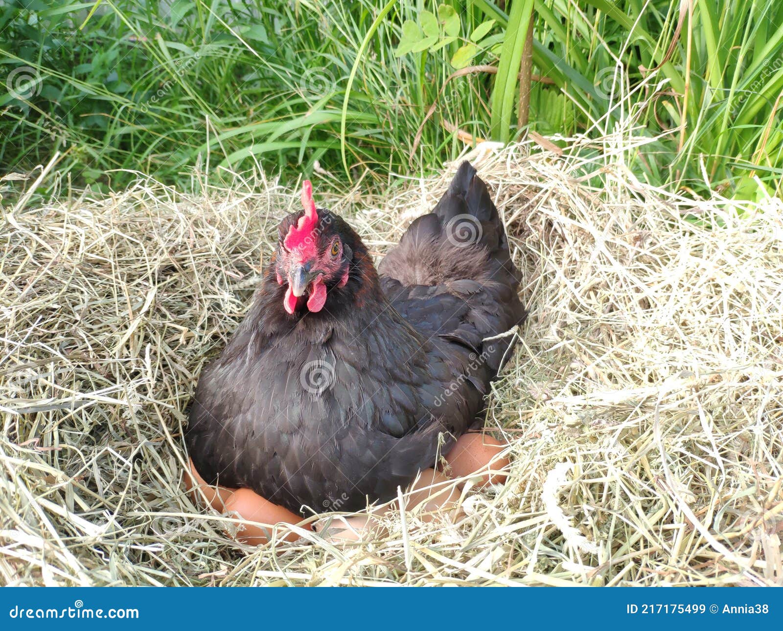 Standaard instructeur Koloniaal De Kippen Broeden Het Ei in Een Nest. Zwarte Kip Op Een Nest Droog Gras  Stock Afbeelding - Image of binnenlands, leggen: 217175499