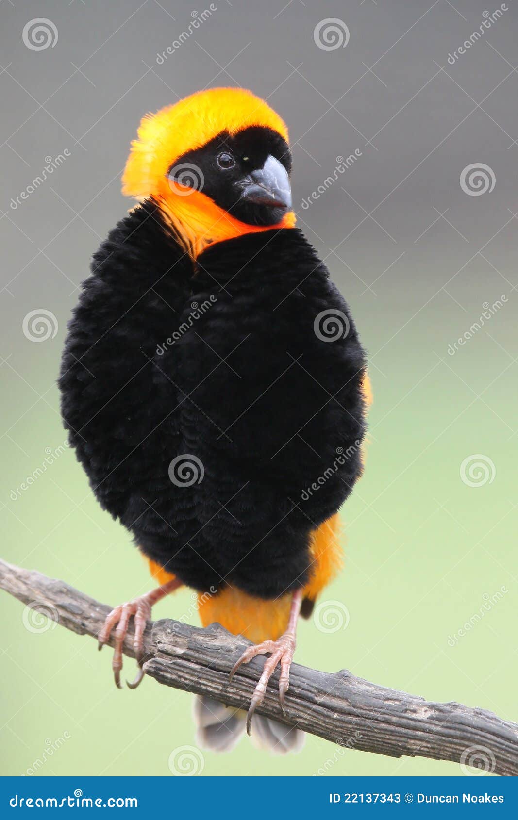 De knappe Vogel van de Bischop. De mooie Vogel van de Bischop met het slaan van zwart en oranje gevederte