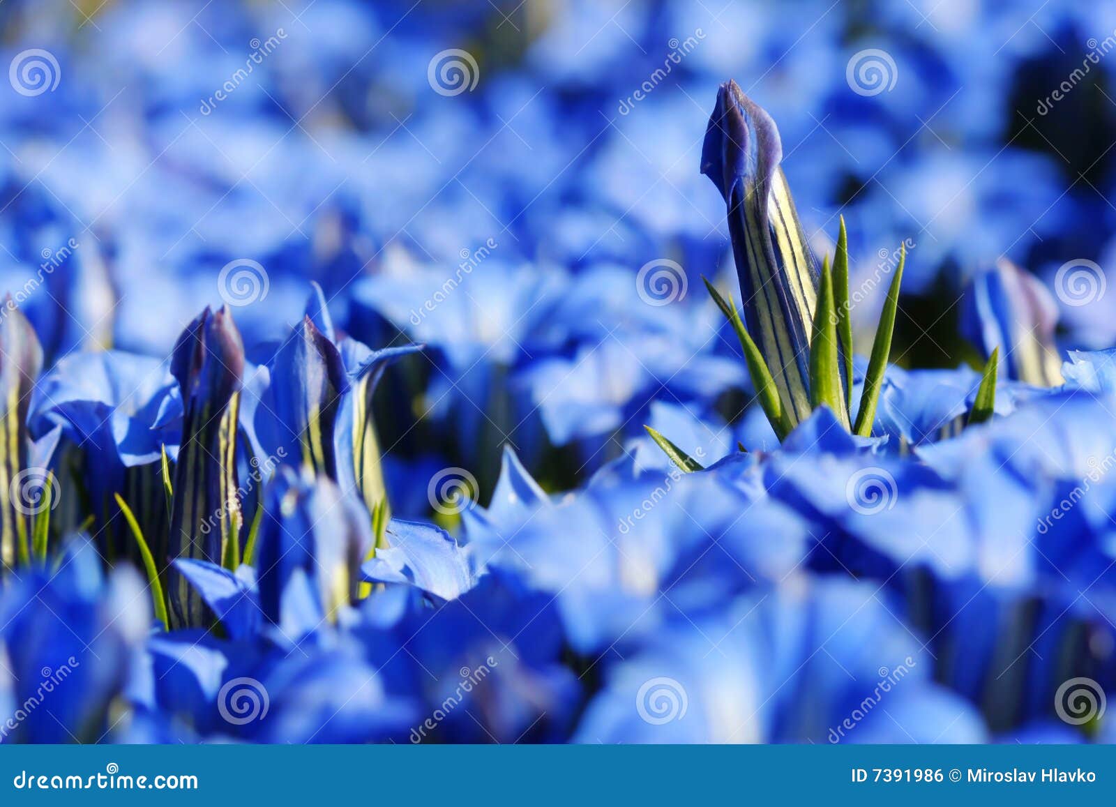 De knop van de gentiaan. Detail van blauwe gentiaanknop