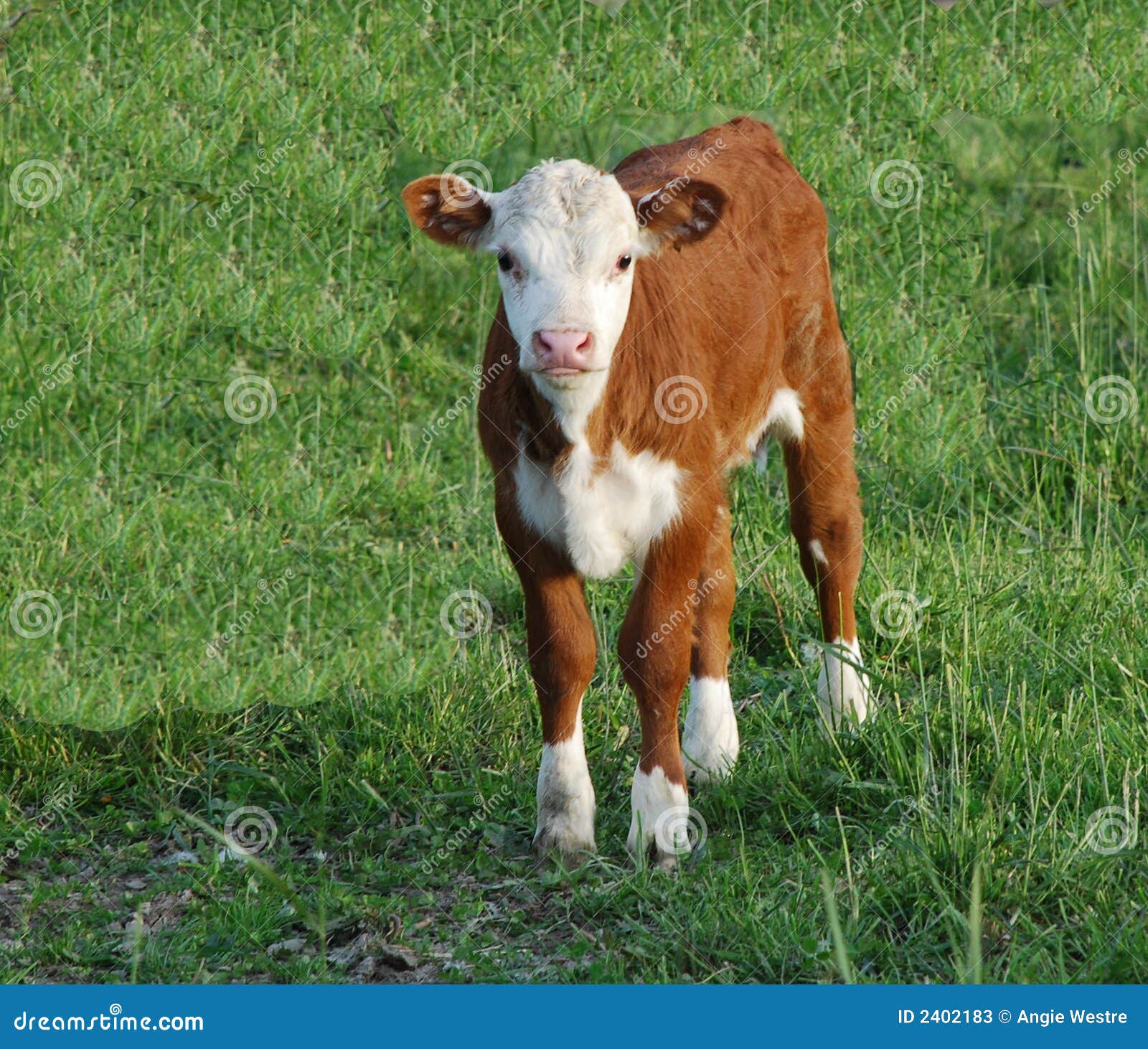 Koe van de baby stock afbeelding. Image of dier, landbouwbedrijf - 2402183