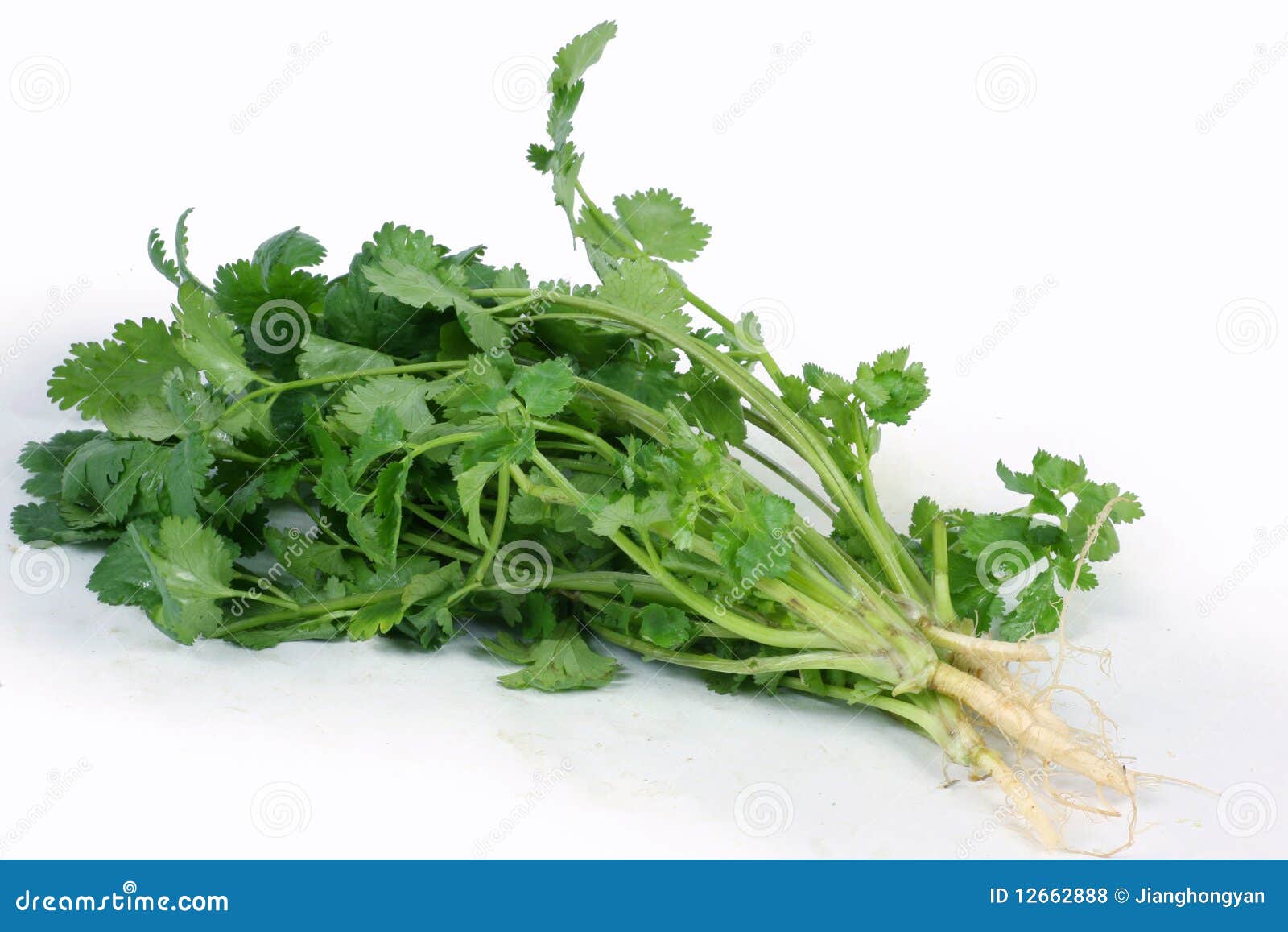 De Koriander/de Koriander Van De Reeks Van Het Kruid Stock Foto Image