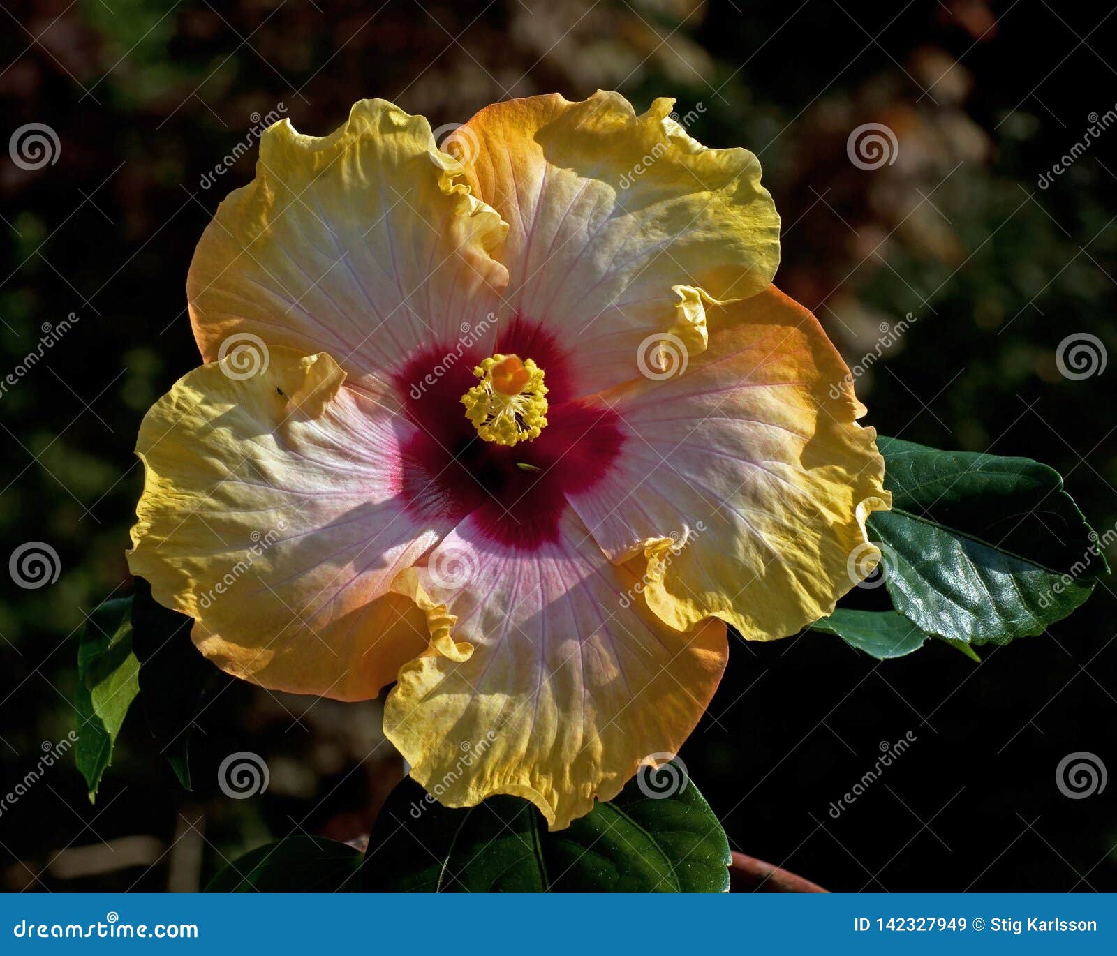 De La Resaca De Hawaii Del ` Del Hibisco Imagen de archivo - Imagen de  resaca, floral: 142327949